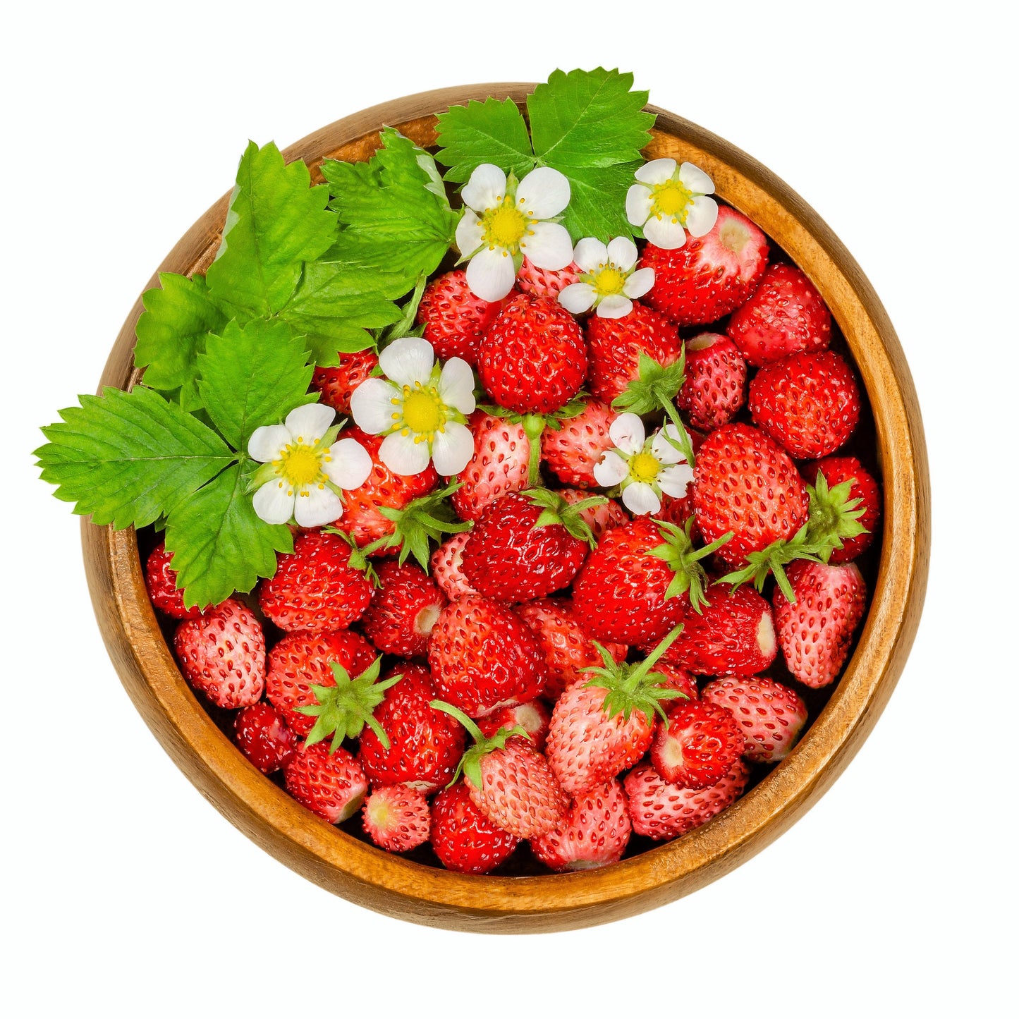 50 ALEXANDRIA STRAWBERRY Everbearing Alpine Fragaria Vesca Red Berry Fruit White Flower Seeds