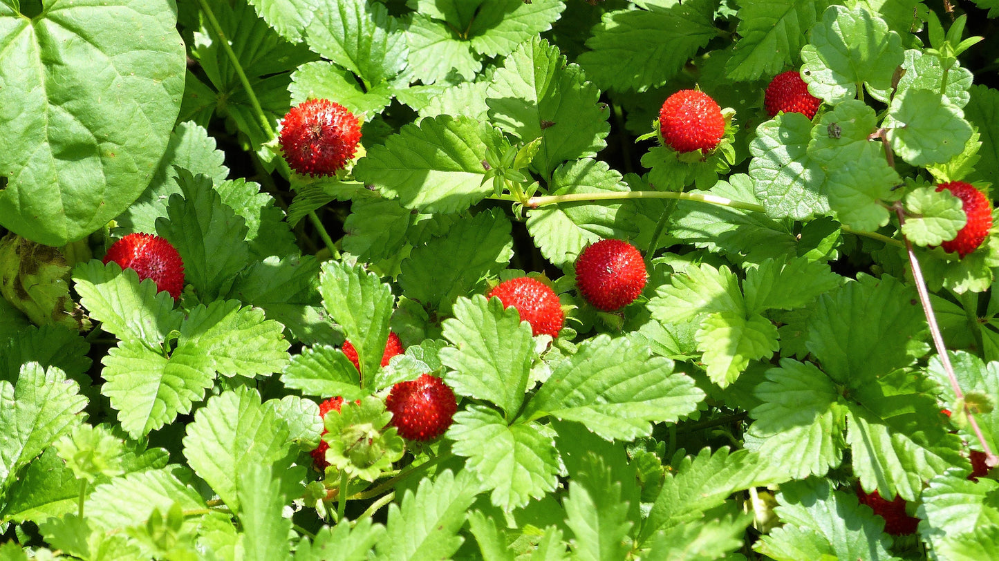 50 ALEXANDRIA STRAWBERRY Everbearing Alpine Fragaria Vesca Red Berry Fruit White Flower Seeds