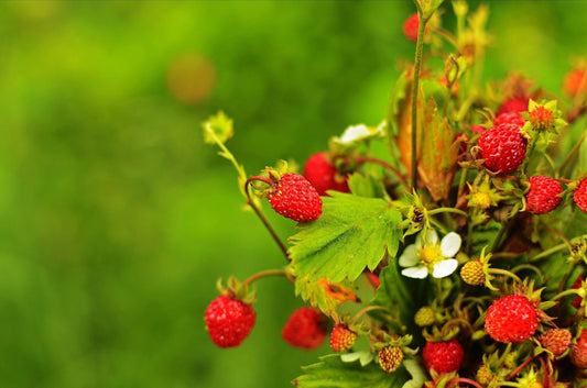 50 ALEXANDRIA STRAWBERRY Everbearing Alpine Fragaria Vesca Red Berry Fruit White Flower Seeds