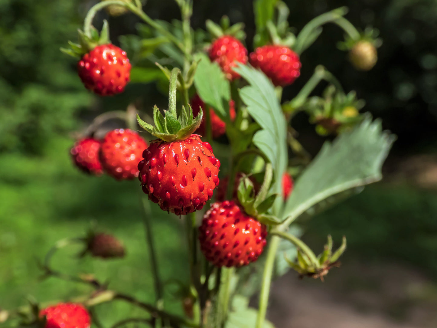 60 RUEGEN STRAWBERRY Everbearing Alpine Fragaria Vesca Red Berry Fruit White Flower Seeds