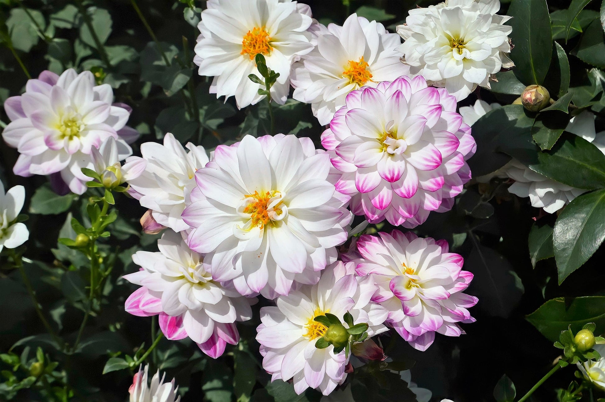 seed dahlia unwin mix 50 Unwins DWARF MIX DAHLIA Variabilis Mixed Colors Semi Double Bicolor Pink Purple Red Orange Yellow White Flower Seeds