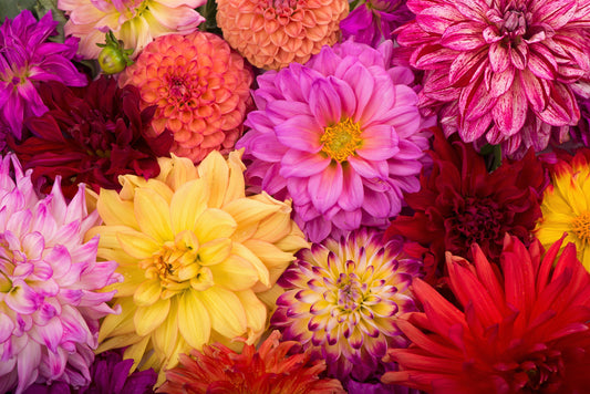 50 Unwins DWARF MIX DAHLIA Variabilis Mixed Colors Semi Double Bicolor Pink Purple Red Orange Yellow White Flower Seeds