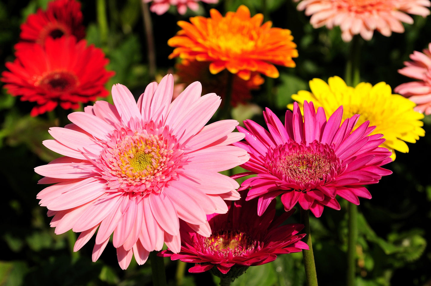 20 GERBER DAISY Mix Gerbera Jamesonii aka Barberton or African Daisy Mixed Colors Pink Purple Red Orange Yellow White Flower Seeds