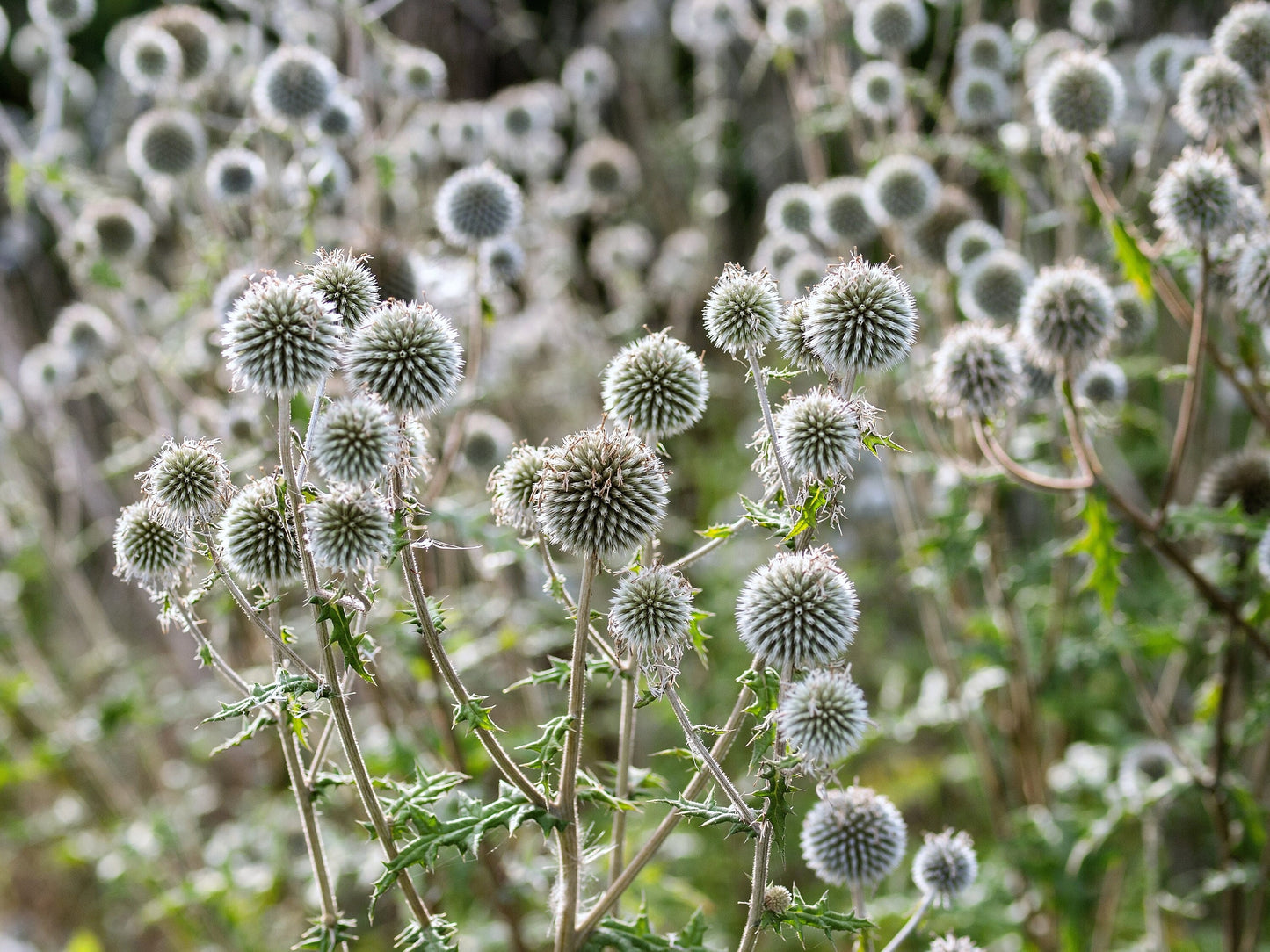 thistle flower seeds 20 Silver GIANT GLOBE THISTLE Echinops Sphaerocephalus Great Globethistle Silvery White Flower Seeds