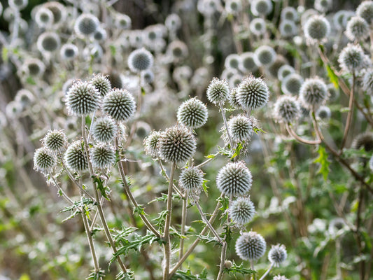 20 Silver GIANT GLOBE THISTLE Echinops Sphaerocephalus Great Globethistle Silvery White Flower Seeds