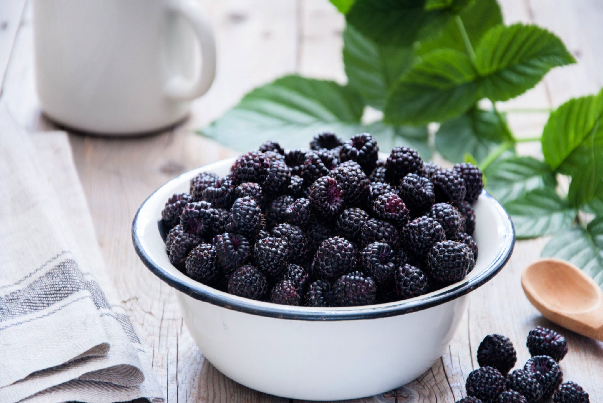 50 WHITEBARK Black RASPBERRY Western Blackcap Raspberry Rubus Leucoder ...