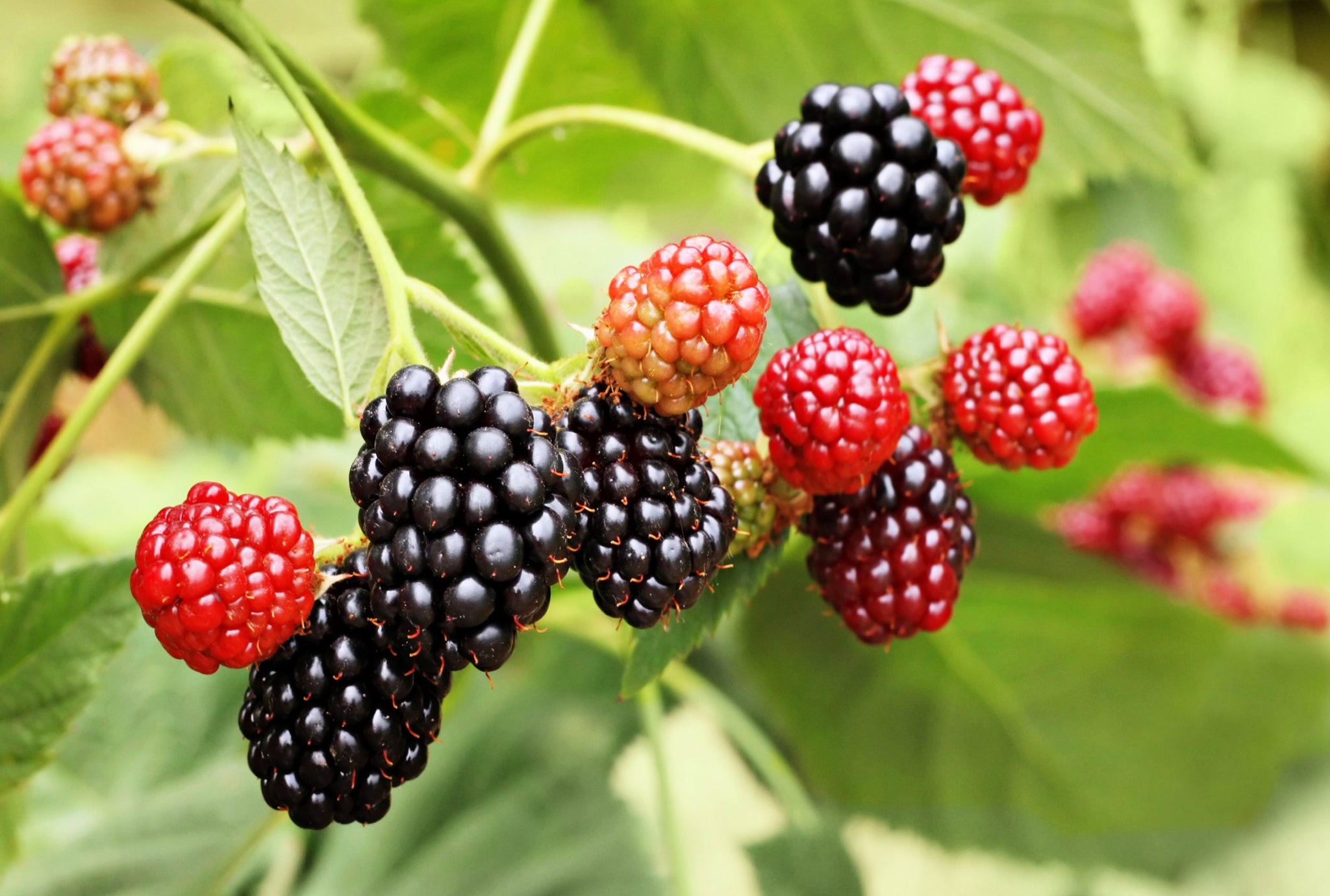 50 WHITEBARK Black RASPBERRY Western Blackcap Raspberry Rubus Leucoder ...