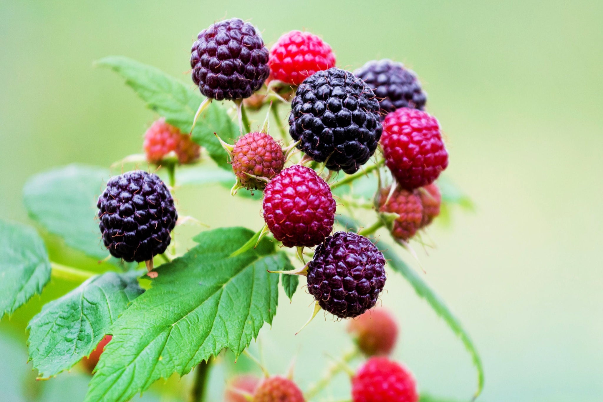 50 WHITEBARK Black RASPBERRY Western Blackcap Raspberry Rubus Leucoder