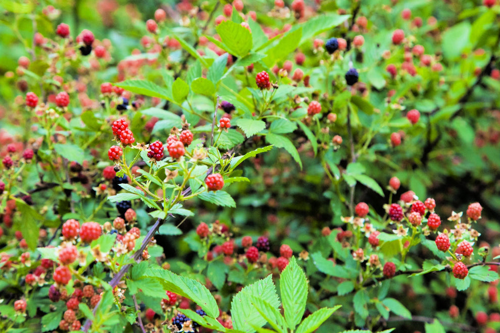 50 WHITEBARK Black RASPBERRY Western Blackcap Raspberry Rubus Leucoder