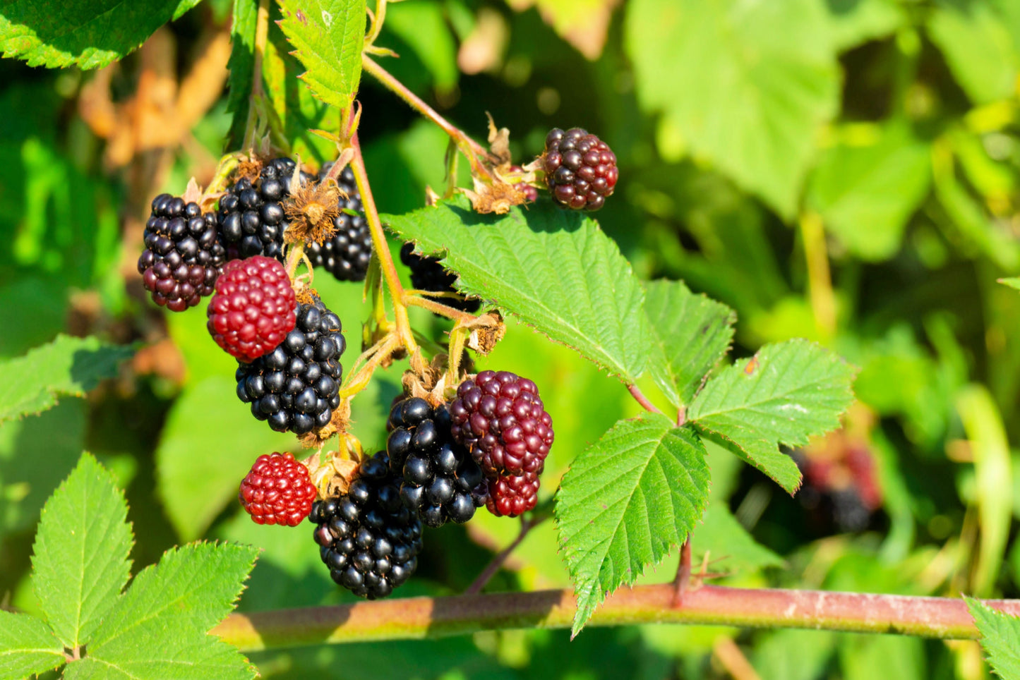 50 WHITEBARK Black RASPBERRY Western Blackcap Raspberry Rubus Leucodermis Native Fruit Berry Seeds