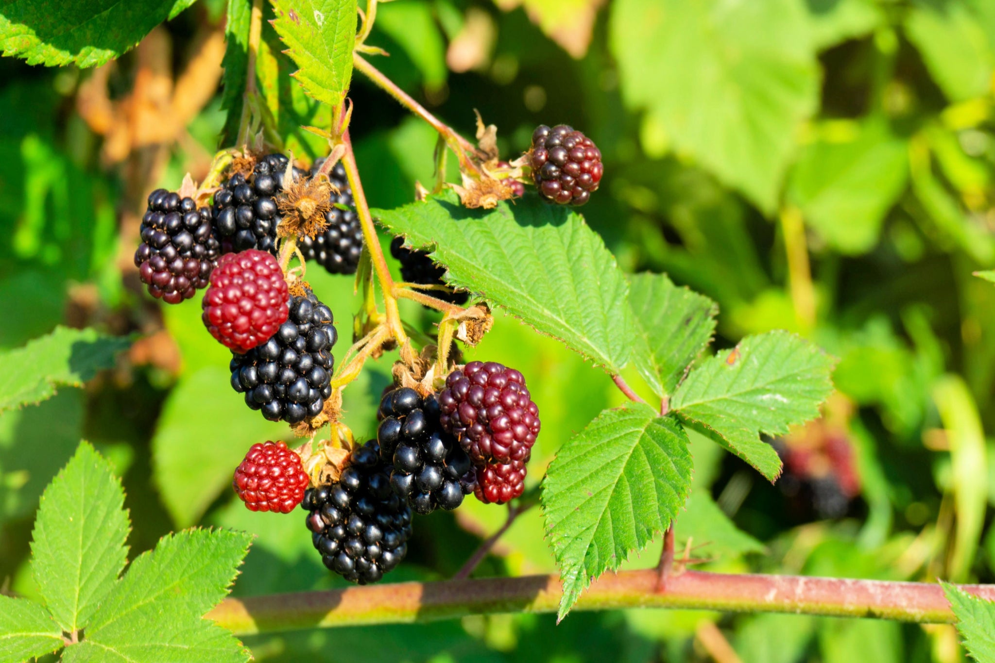 50 WHITEBARK Black RASPBERRY Western Blackcap Raspberry Rubus Leucoder