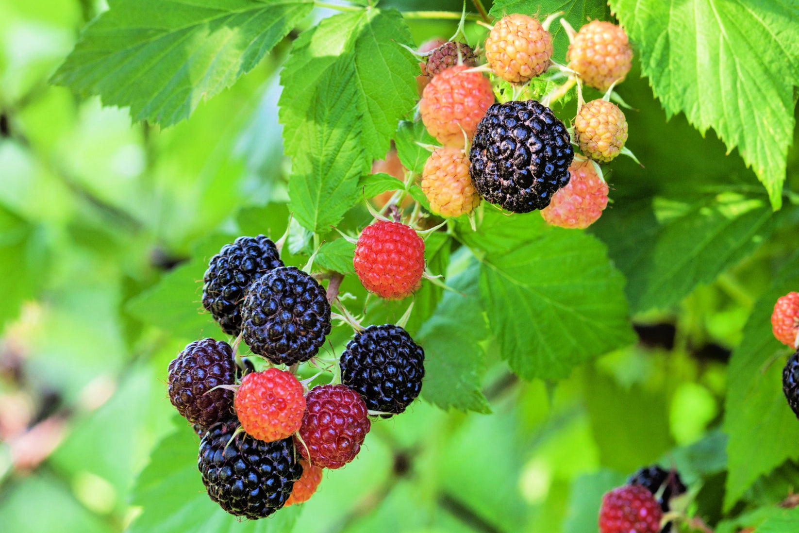 50 WHITEBARK Black RASPBERRY Western Blackcap Raspberry Rubus Leucoder ...