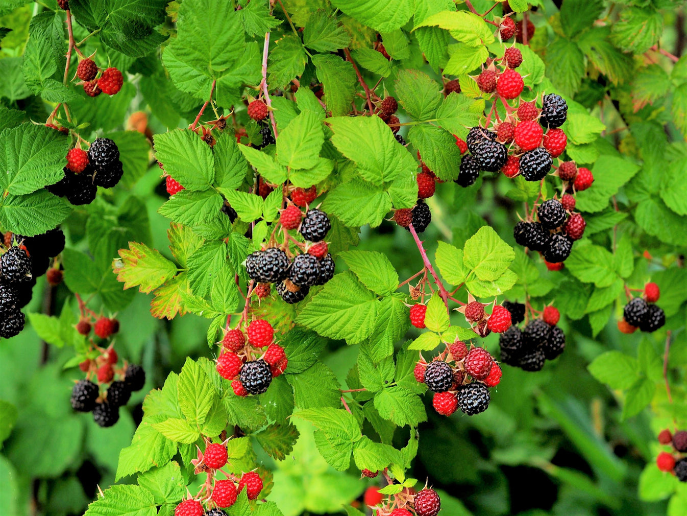 50 WHITEBARK Black RASPBERRY Western Blackcap Raspberry Rubus Leucoder