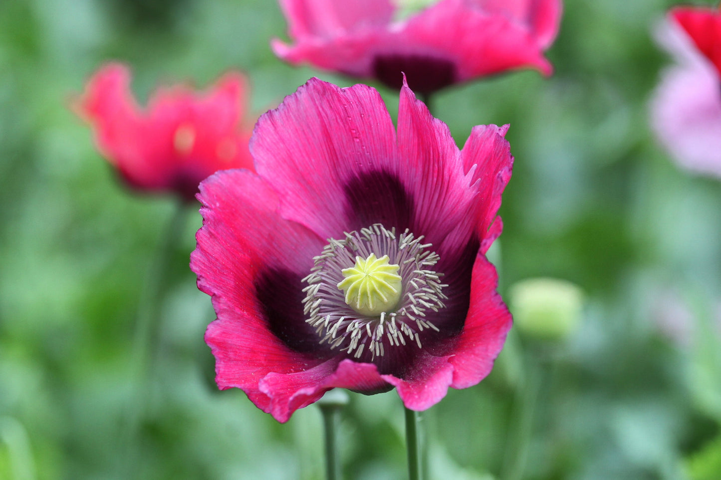 500 Organic TURKISH BLUE POPPY Heirloom Papaver Somniferum Purple to Red Flower Seeds