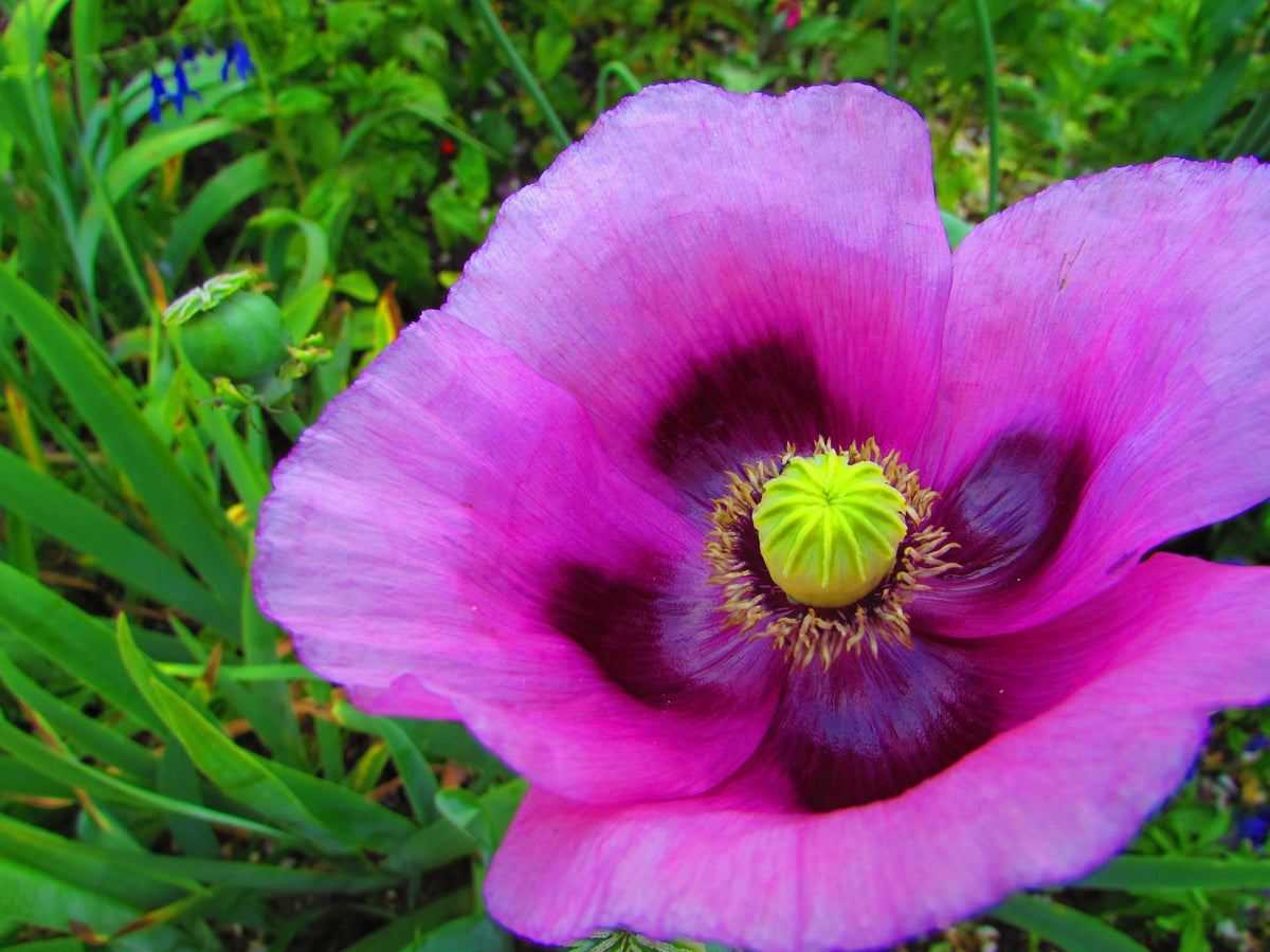500 Organic TURKISH BLUE POPPY Heirloom Papaver Somniferum Purple to R ...