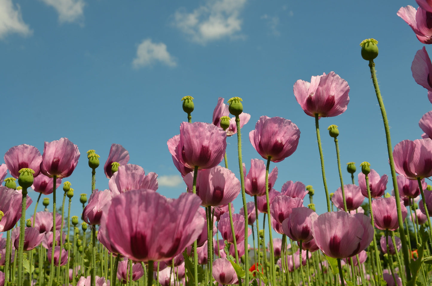 500 Organic TURKISH BLUE POPPY Heirloom Papaver Somniferum Purple to Red Flower Seeds