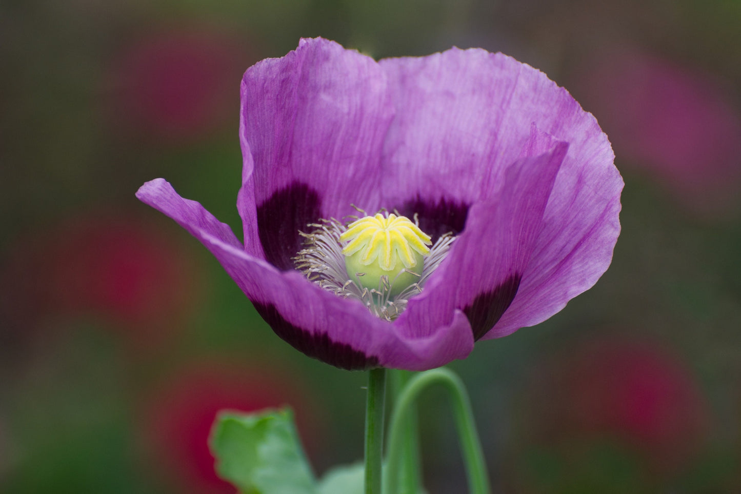 500 Organic TURKISH BLUE POPPY Heirloom Papaver Somniferum Purple to Red Flower Seeds