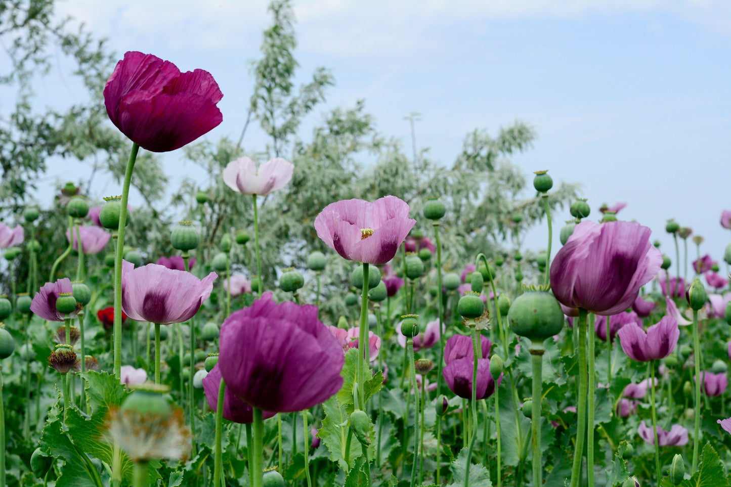 500 Organic TURKISH BLUE POPPY Heirloom Papaver Somniferum Purple to Red Flower Seeds