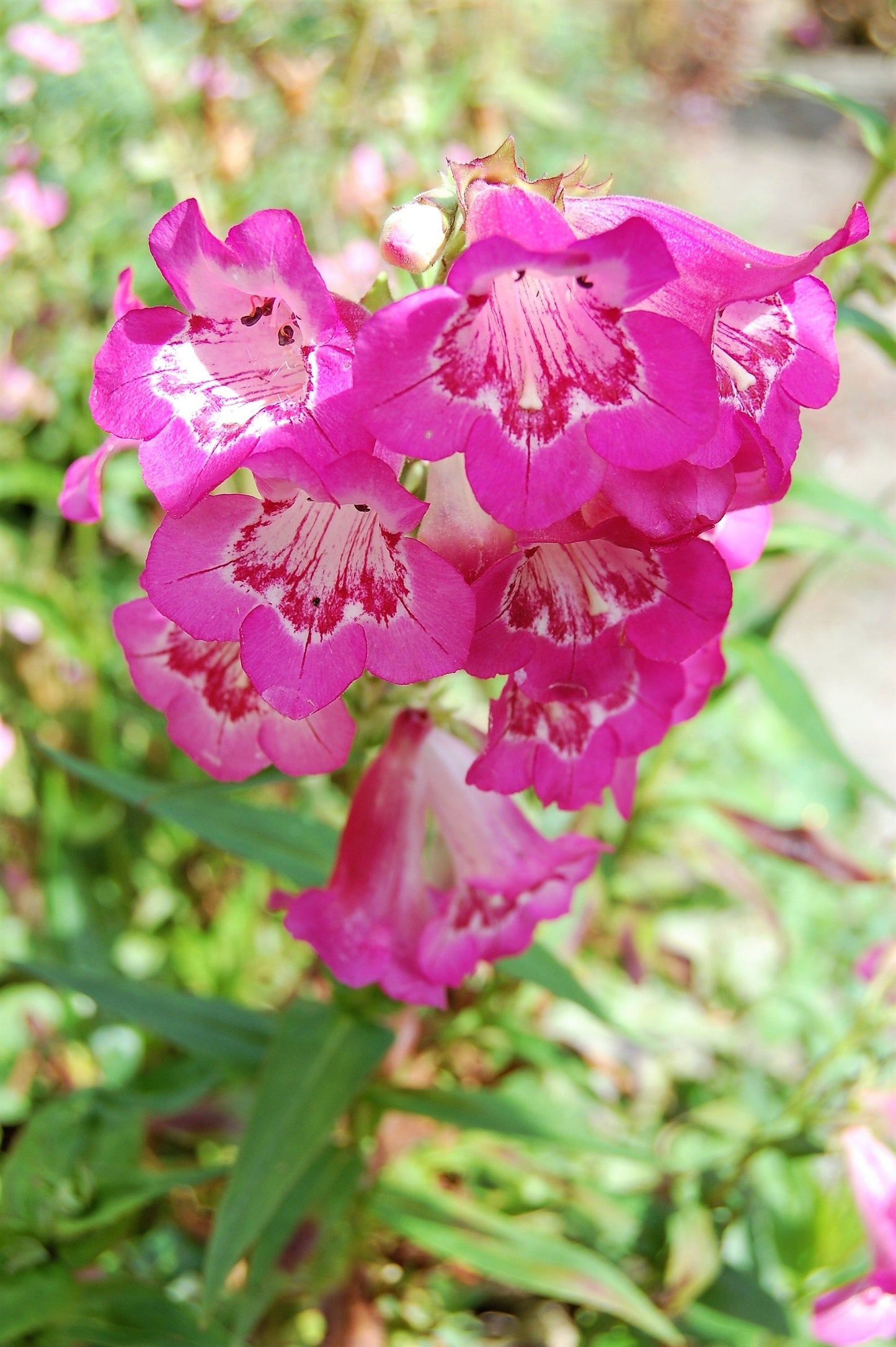 100 SENSATION MIX PENSTEMON Hartwegii Beardtongue Mixed Colors Two Tone Red, Pink, White, Purple, White Flower Seeds