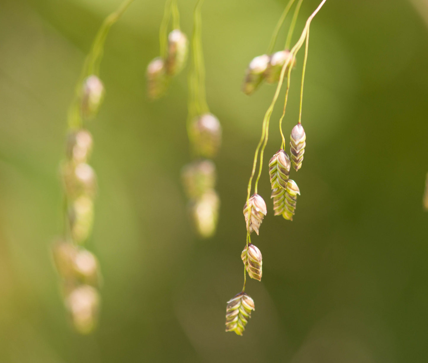 250 RATTLESNAKE MANNAGRASS Canadian Quaking Grass Glyceria Canadensis Briza Poa Native Wetland Ornamental Manna Grass Seeds