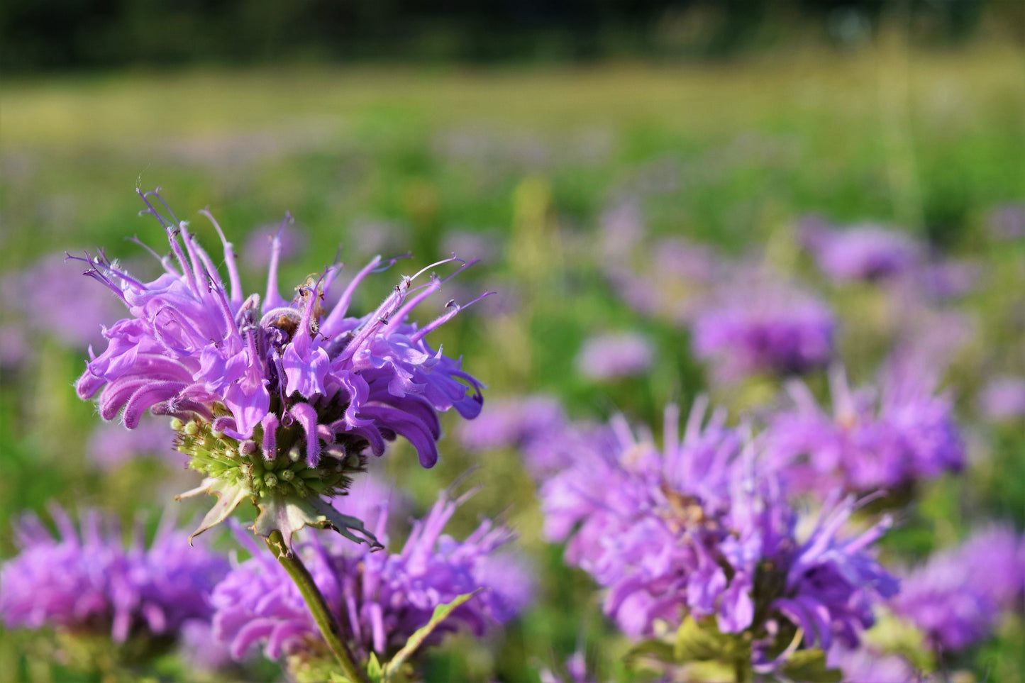 1000 WILD BERGAMOT Monarda Fistulosa aka Mintleaf Bee Balm & Oswego Tea Native Herb Purple Flower Seeds