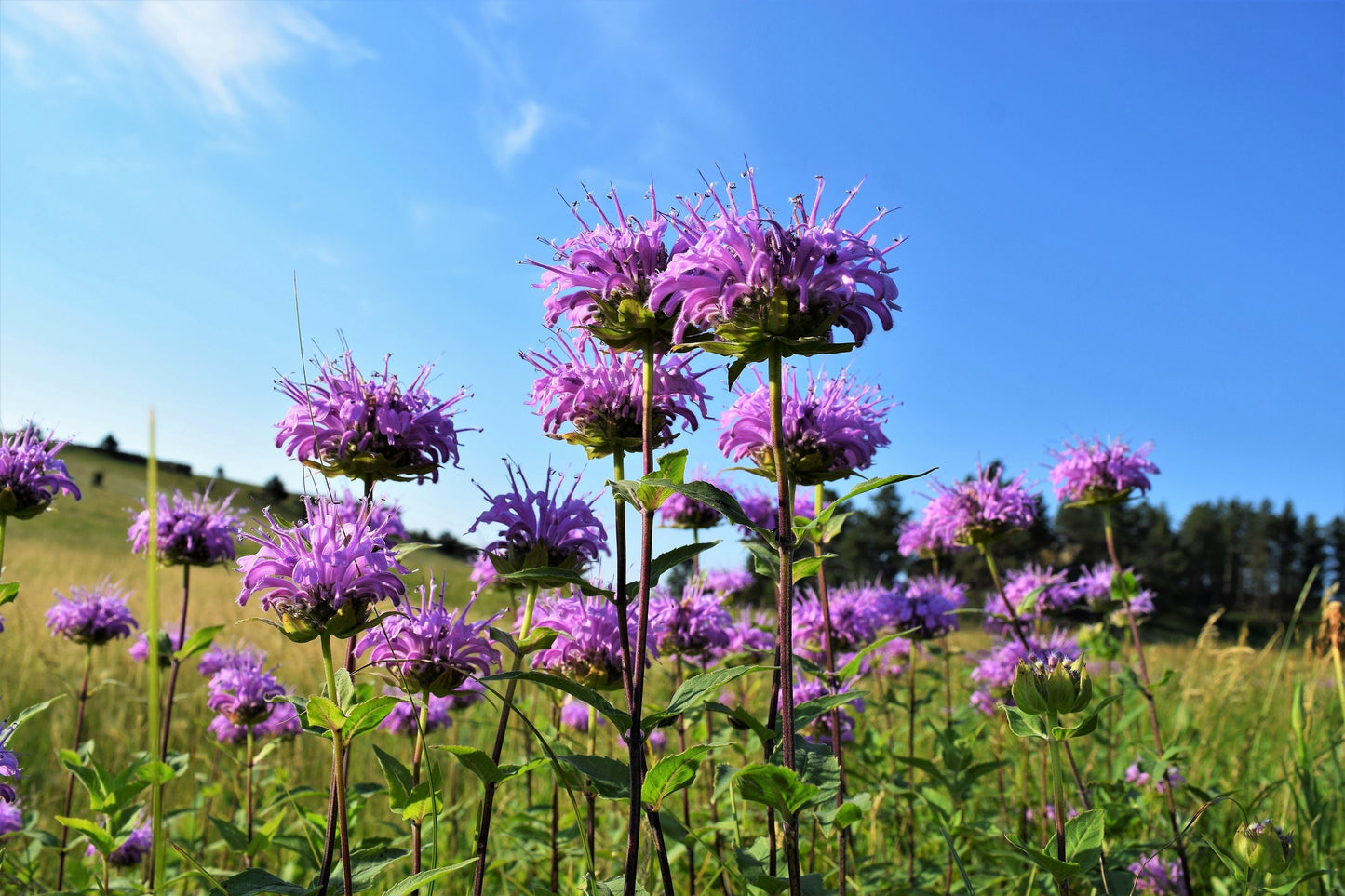 bergamot flower seeds 1000 WILD BERGAMOT Monarda Fistulosa aka Mintleaf Bee Balm & Oswego Te – Seedville USA