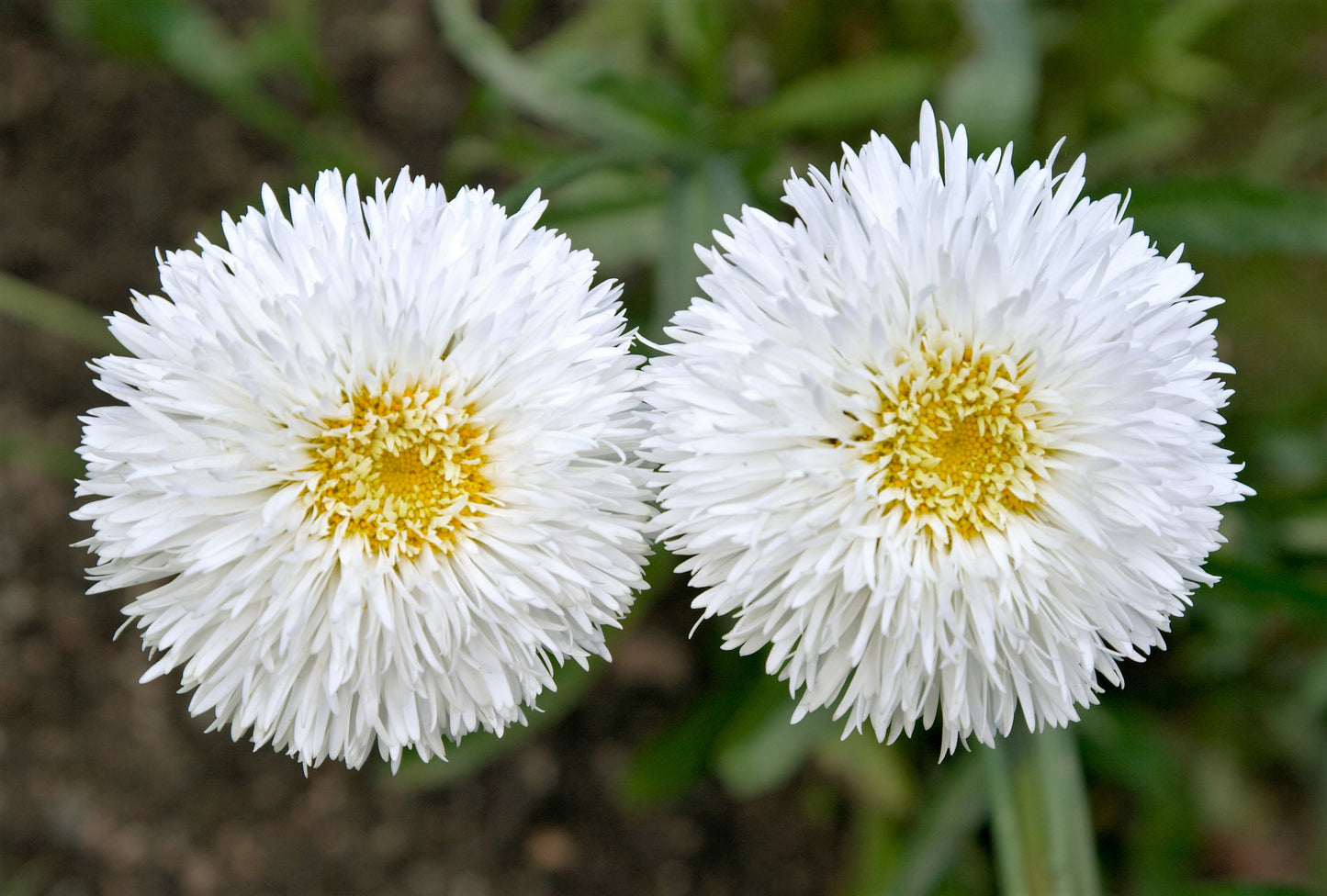 30 Double CRAZY DAISY Leucanthemum x Superbum Big 3" Frizzled White Yellow Shasta Flower Seeds