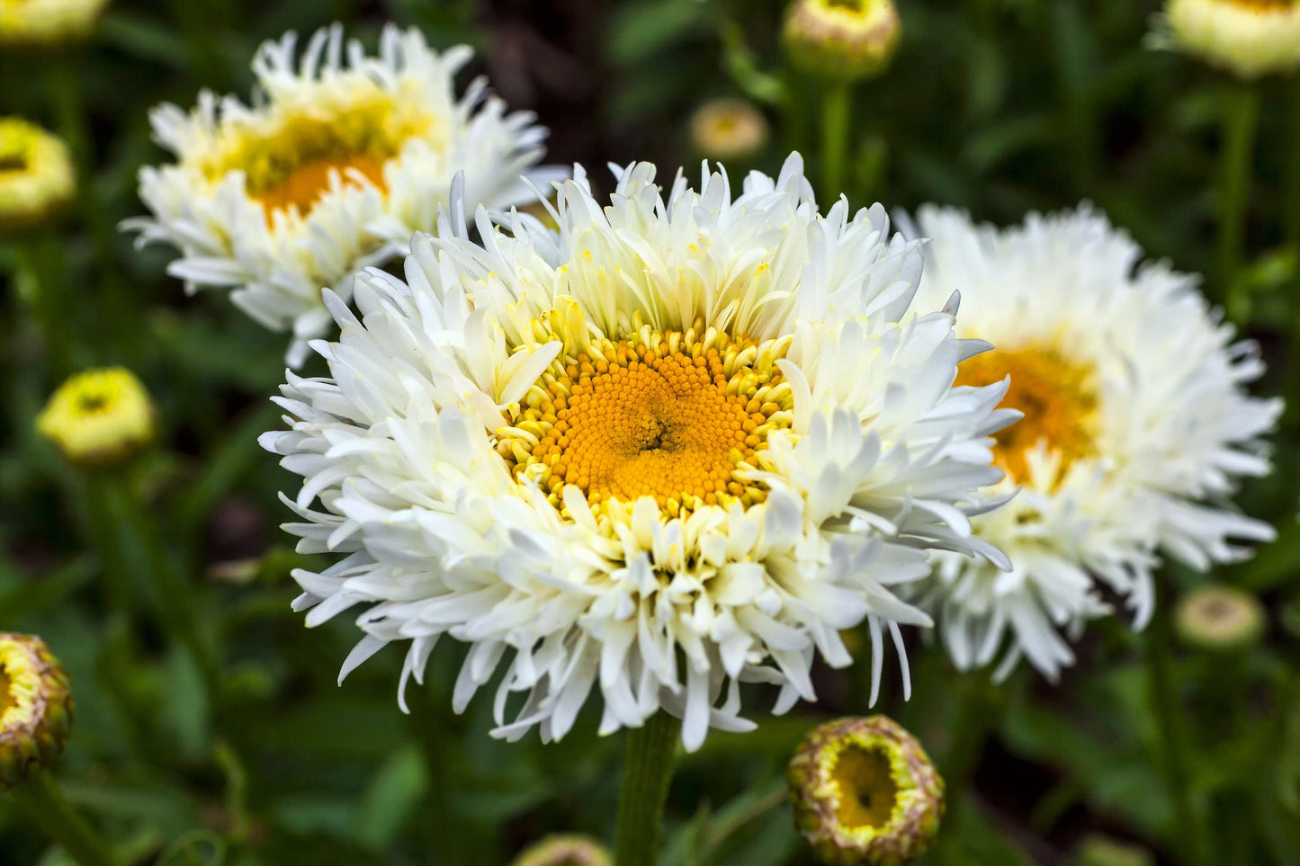 30 Double CRAZY DAISY Leucanthemum x Superbum Big 3" Frizzled White Yellow Shasta Flower Seeds