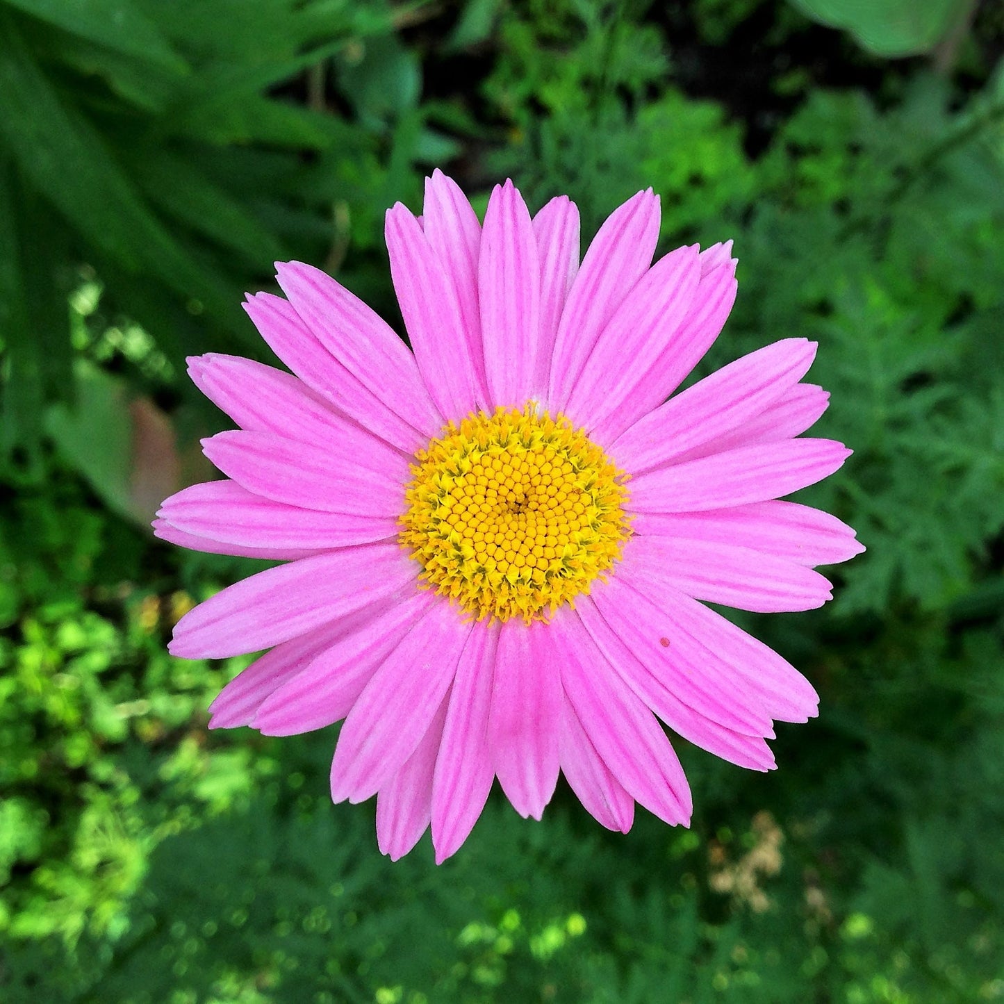 100 Rose PINK ROBINSONS DAISY Painted Chrysanthemum Coccineum Pyrethrum Flower Seeds