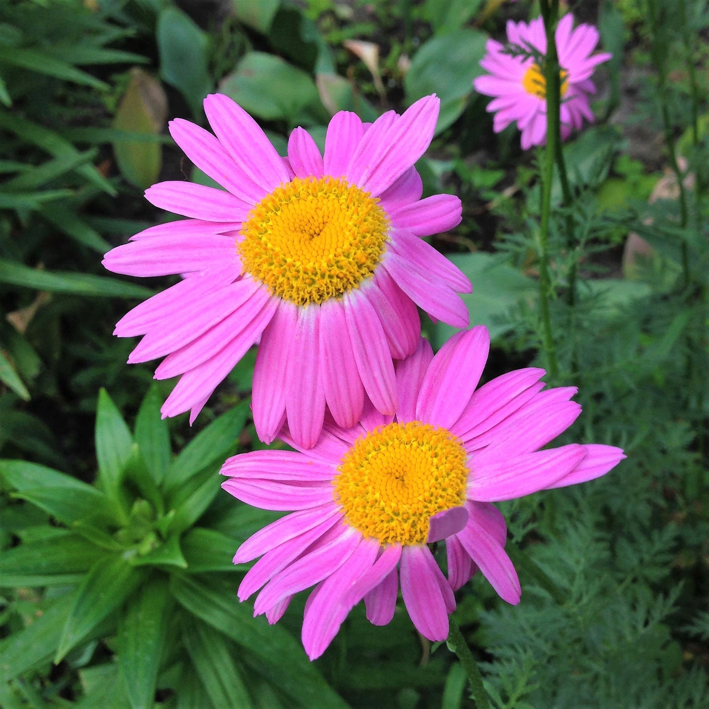 100 Rose PINK ROBINSONS DAISY Painted Chrysanthemum Coccineum Pyrethrum Flower Seeds