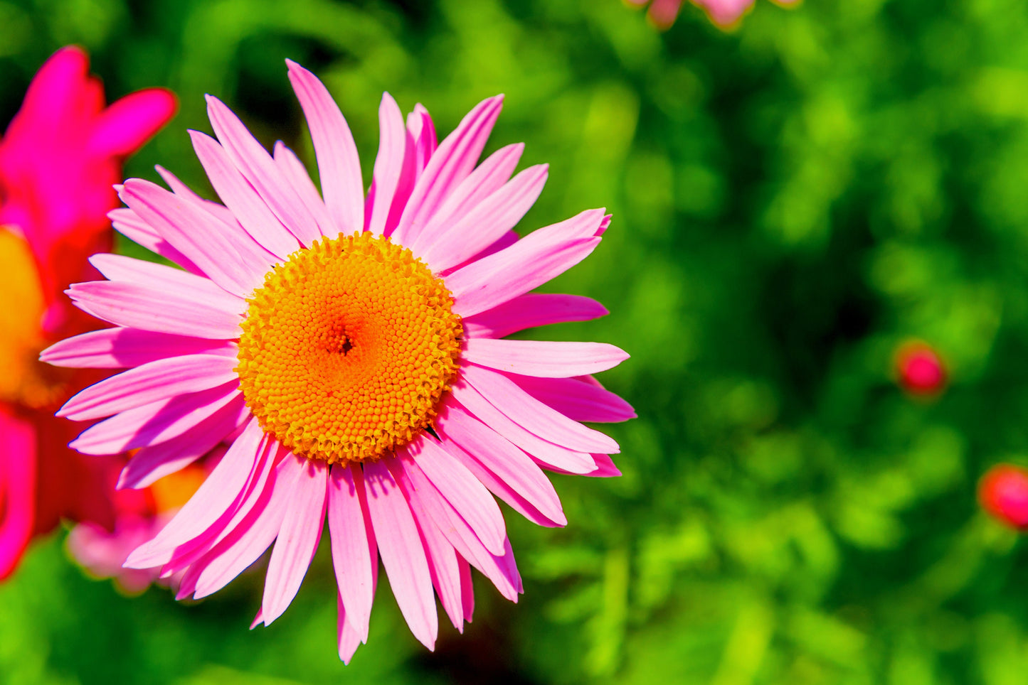 100 Rose PINK ROBINSONS DAISY Painted Chrysanthemum Coccineum Pyrethru ...