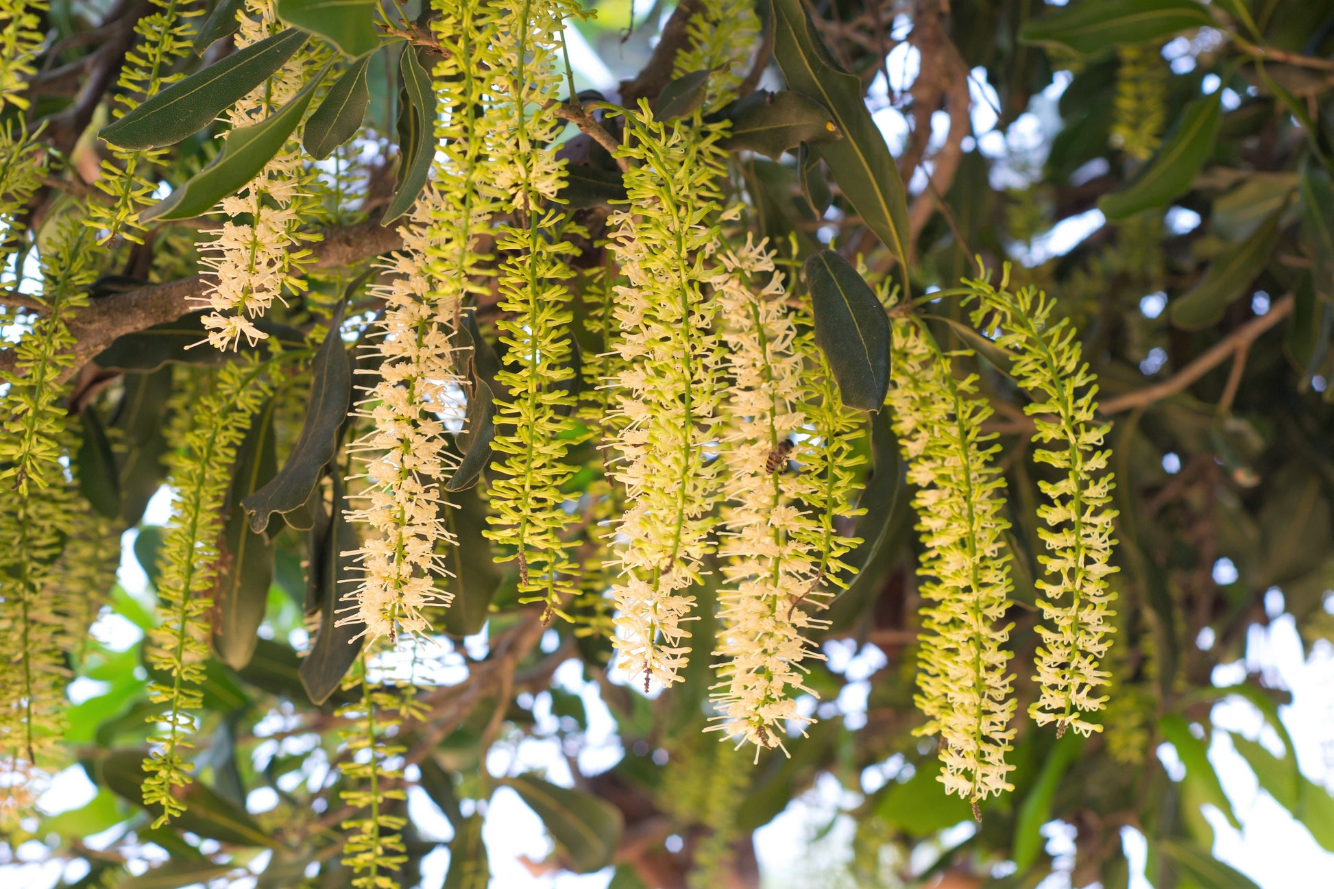 macadamia nut plant seed 5 MACADAMIA NUT Tree Macadamia Integrifolia Brown Shell Beige Nut Frui – Seedville USA