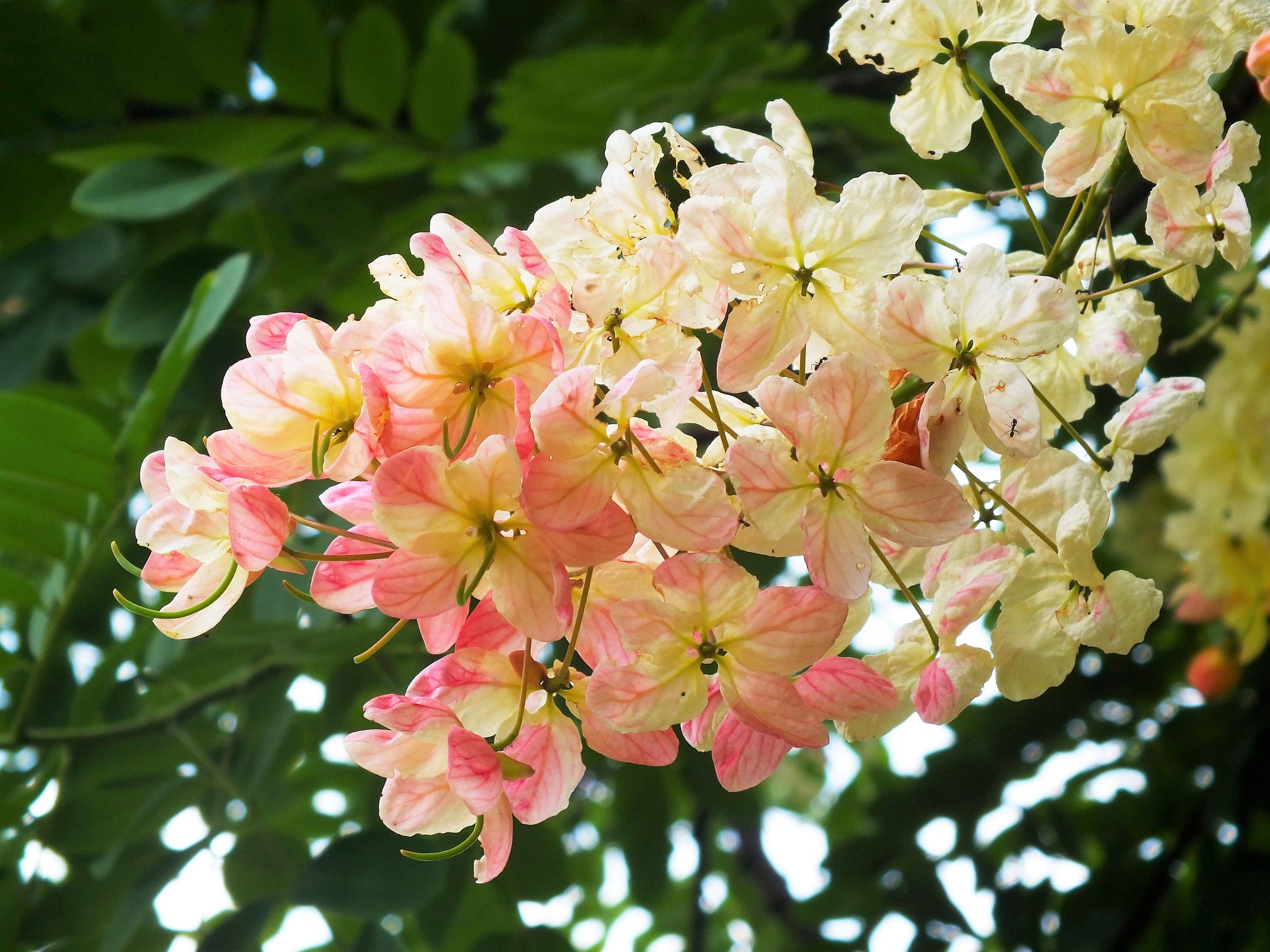 5 PINK SHOWER TREE Cassia Javanica aka Rainbow Shower & Apple Blossom