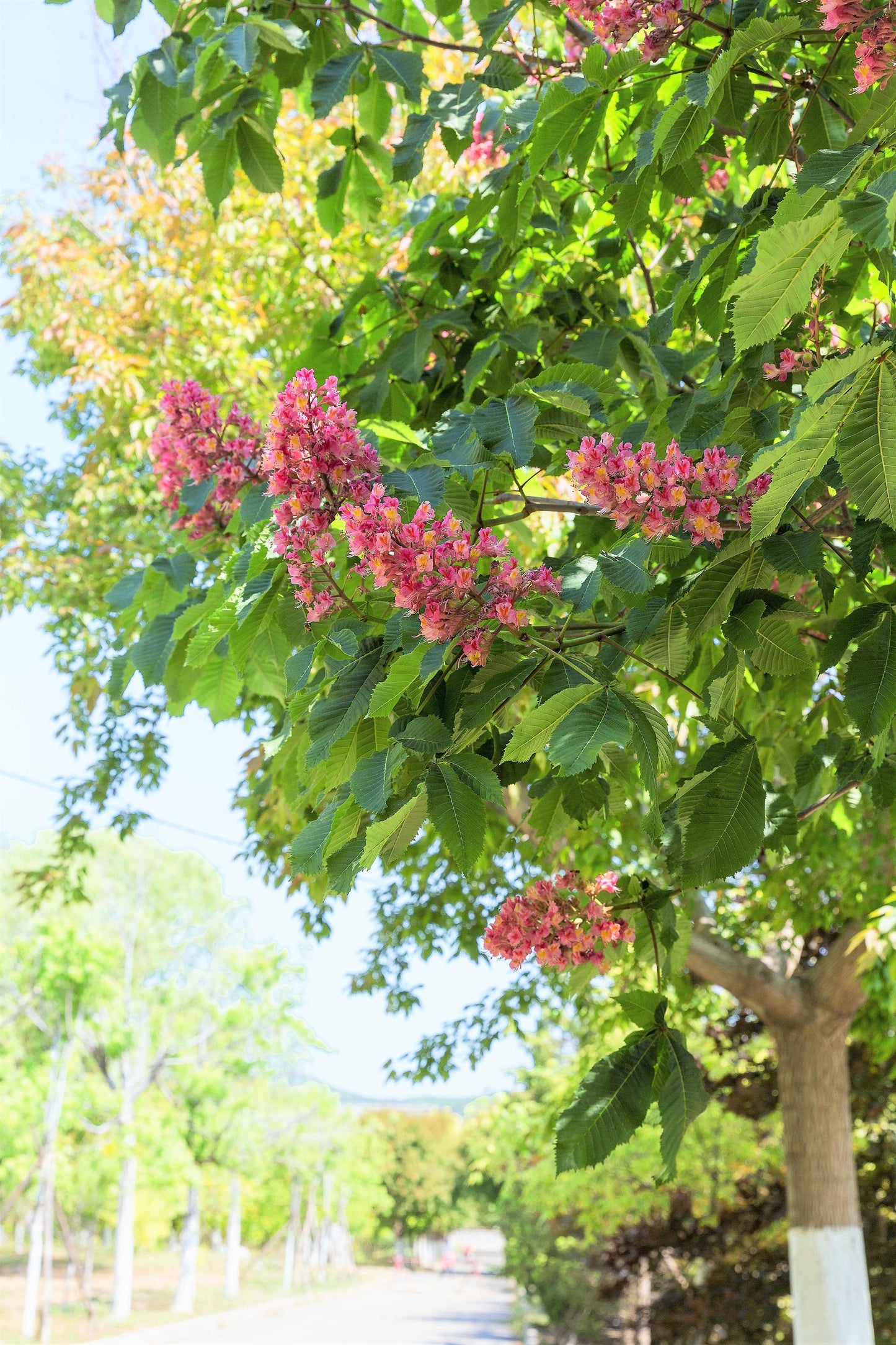 20 EAST INDIAN ALMOND Tree Terminalia Myriocarpa aka Hollock Yellow Peach Pink Flower Seeds