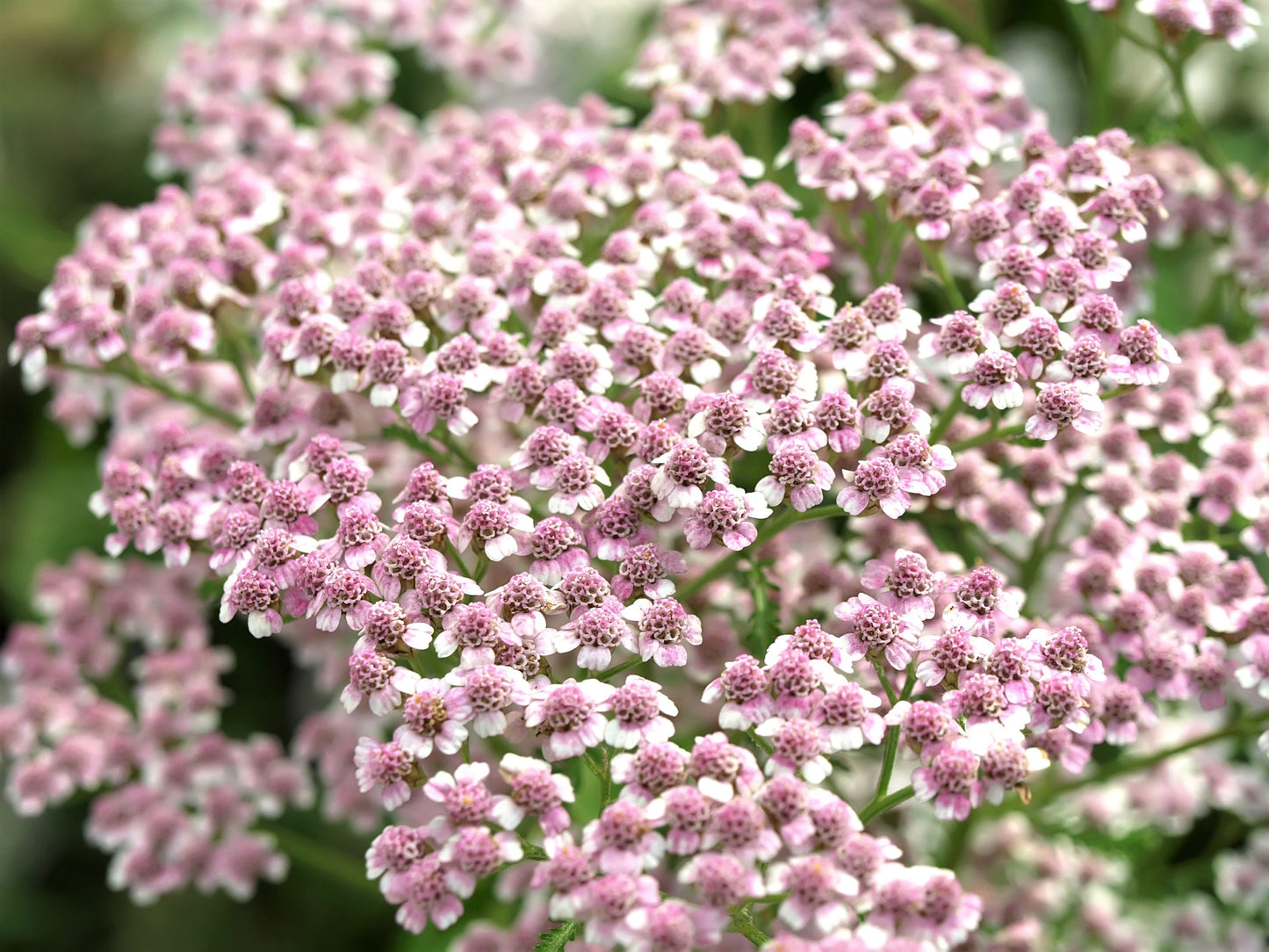 50 LOVE PARADE YARROW Achillea Sibirica ssp. Camtschatica aka Kamchatka & Siberian Yarrow Pale Pink Flower Seeds