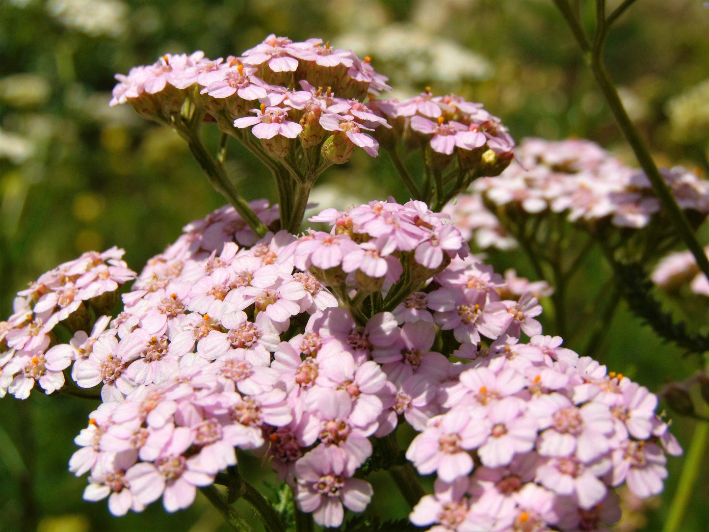 50 LOVE PARADE YARROW Achillea Sibirica ssp. Camtschatica aka Kamchatka & Siberian Yarrow Pale Pink Flower Seeds