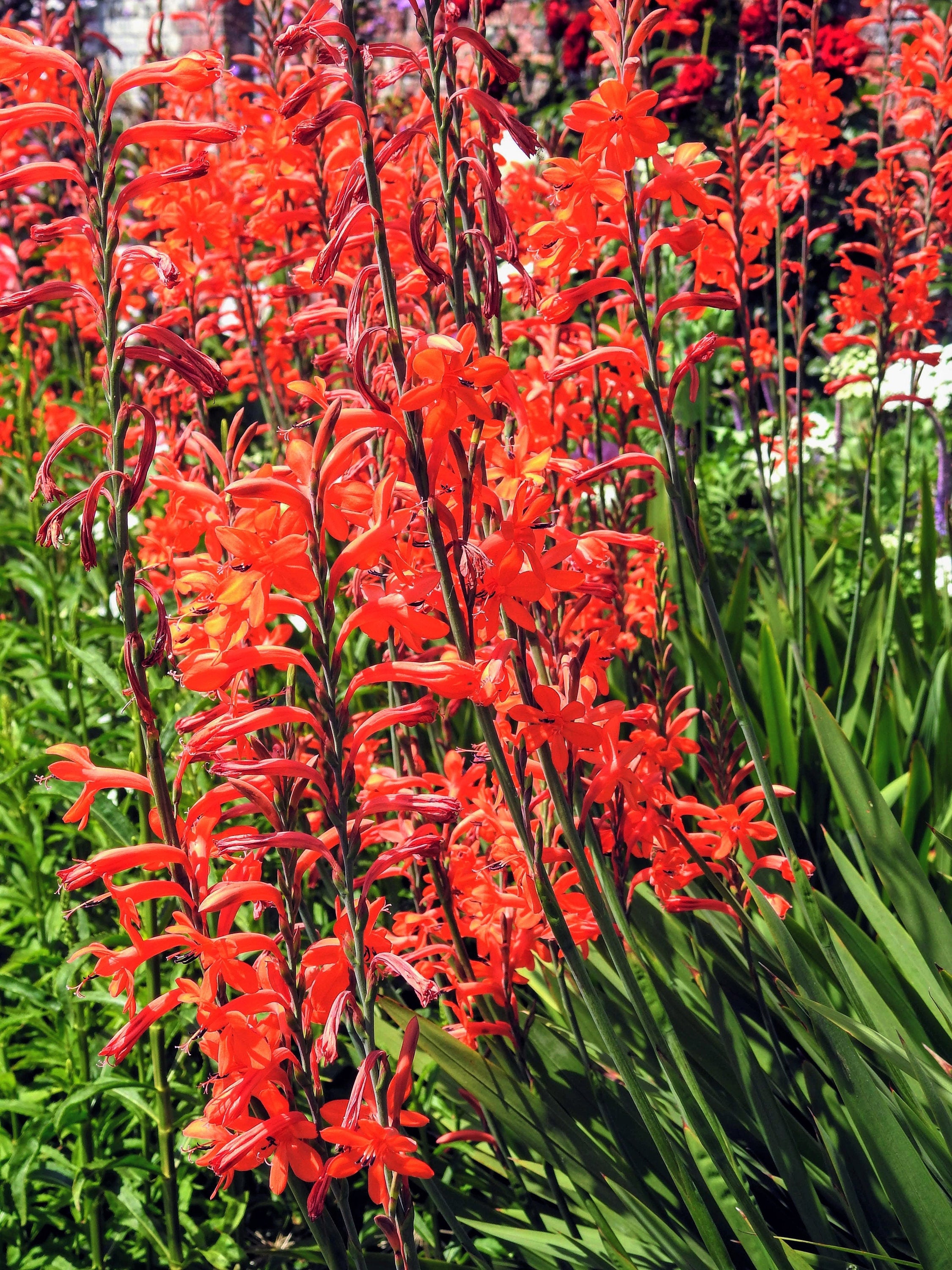 5 AFRICAN FLAG Chasmanthe Floribunda Cornflag Red Orange