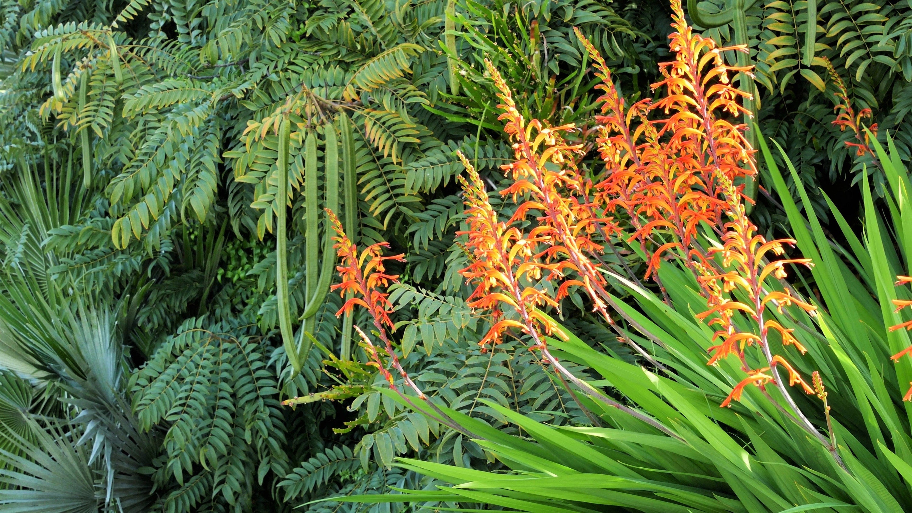 5 AFRICAN FLAG Chasmanthe Floribunda Cornflag Red Orange