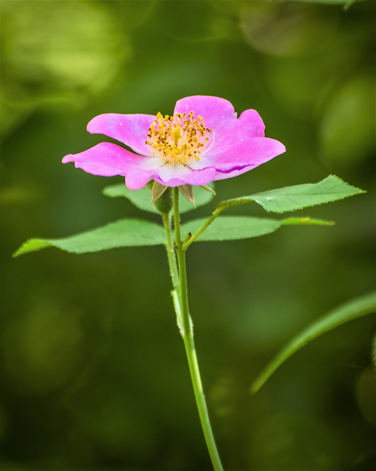 10 CLIMBING MICHIGAN ROSE Rosa Setigera aka Climbing Prairie or Illinois Rose Native Pink Flower Seeds