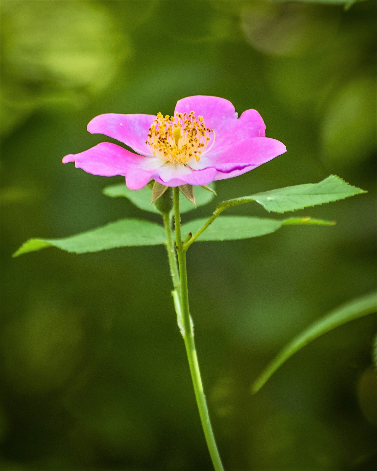 wild prairie rose seeds 10 CLIMBING MICHIGAN ROSE Rosa Setigera aka Climbing Prairie or Illino – Seedville USA