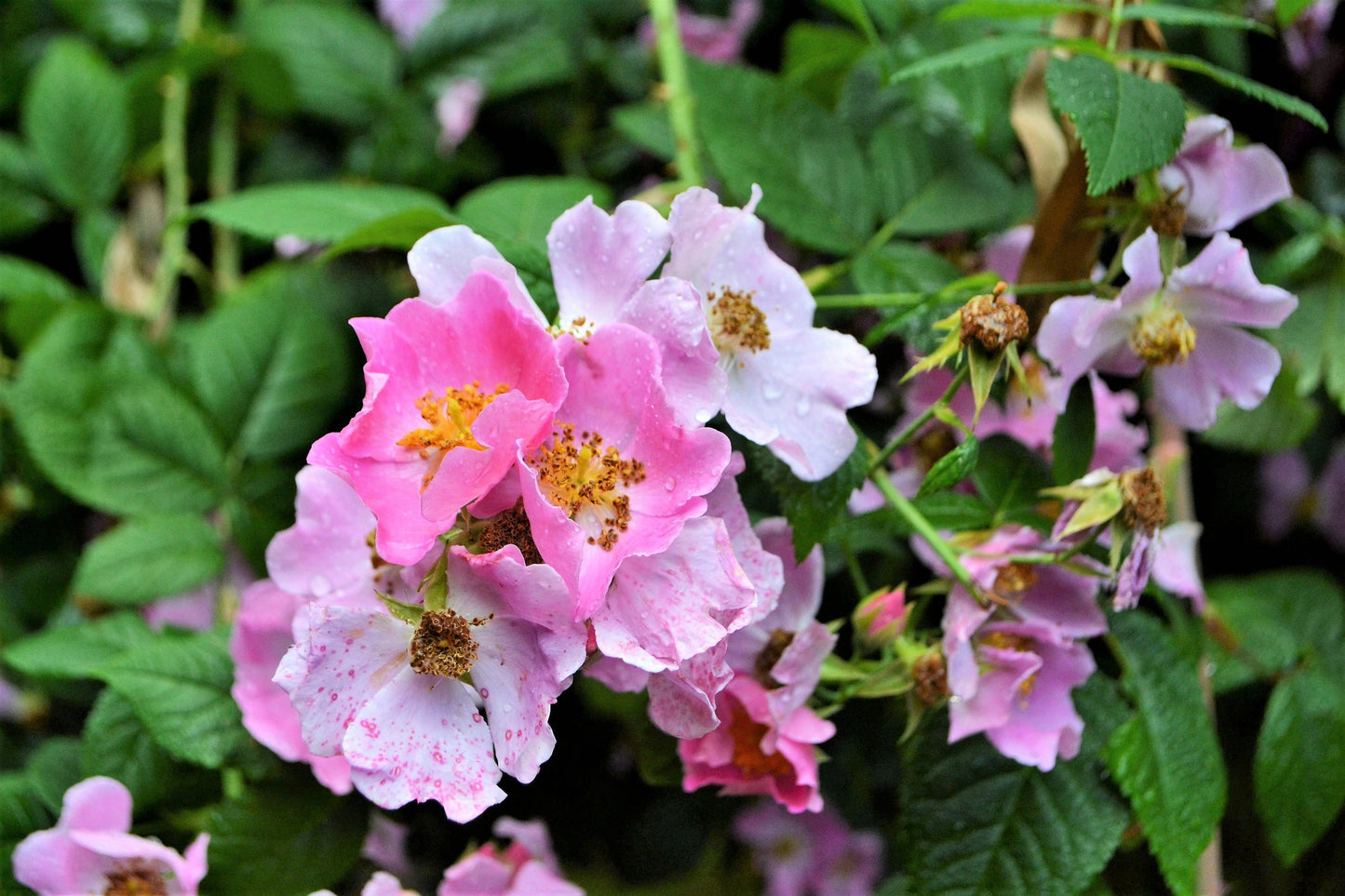 wild prairie rose seeds 10 CLIMBING MICHIGAN ROSE Rosa Setigera aka Climbing Prairie or Illino – Seedville USA
