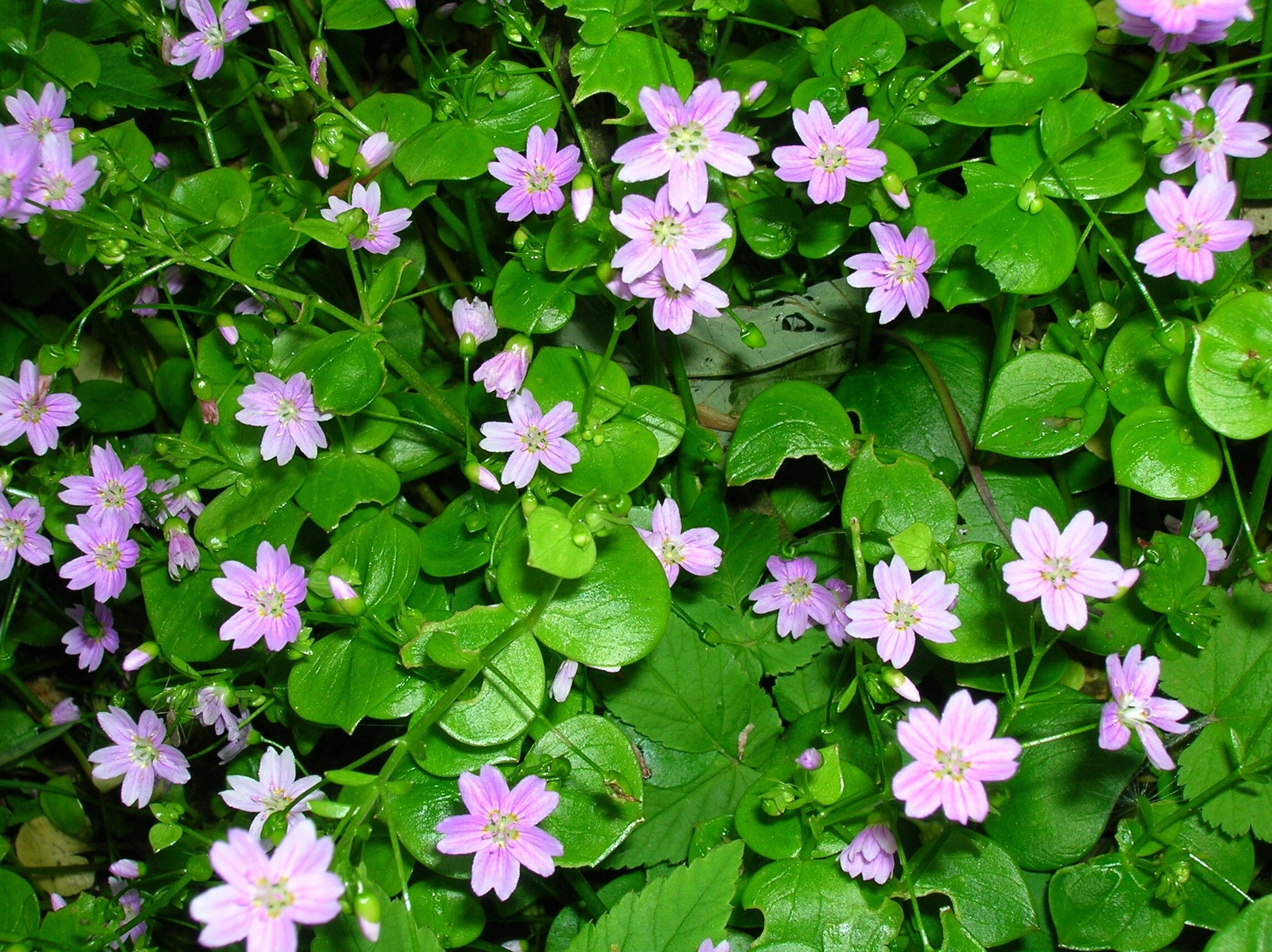 spring beauty succulent 20 SIBERIAN SPRING BEAUTY Claytonia Sibirica aka Candy Flower, Pink Pu – Seedville USA