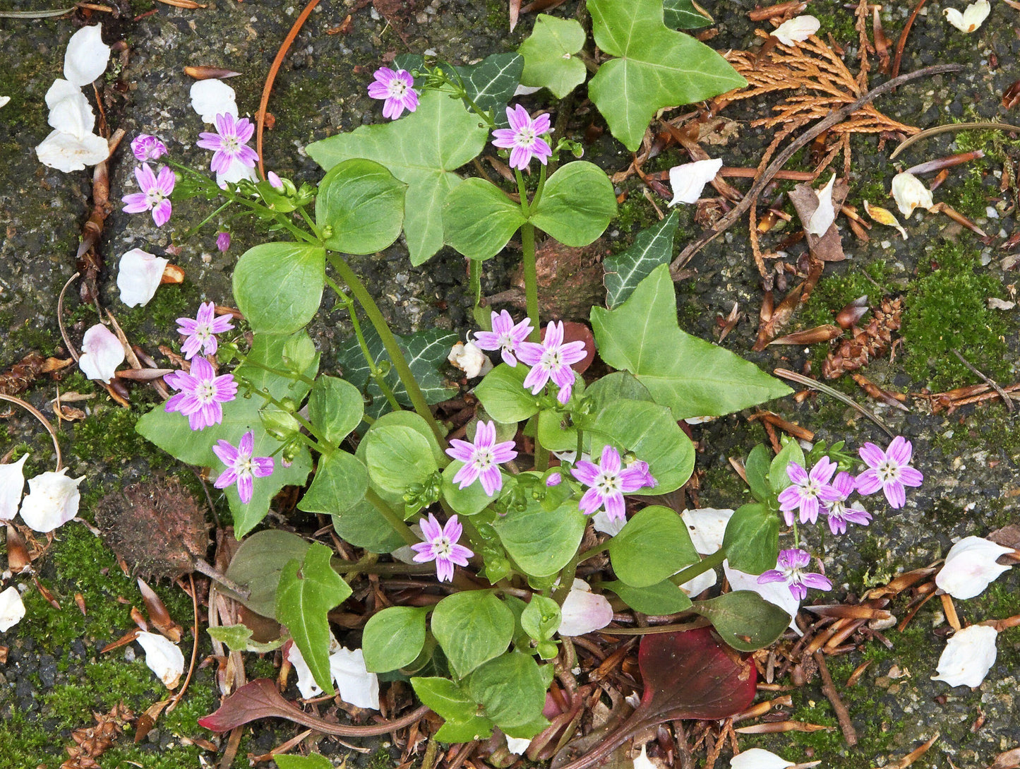 20 SIBERIAN SPRING BEAUTY Claytonia Sibirica aka Candy Flower, Pink Purslane, Siberian Miner's Lettuce Pink Striped Shade Flower Native Herb Seeds