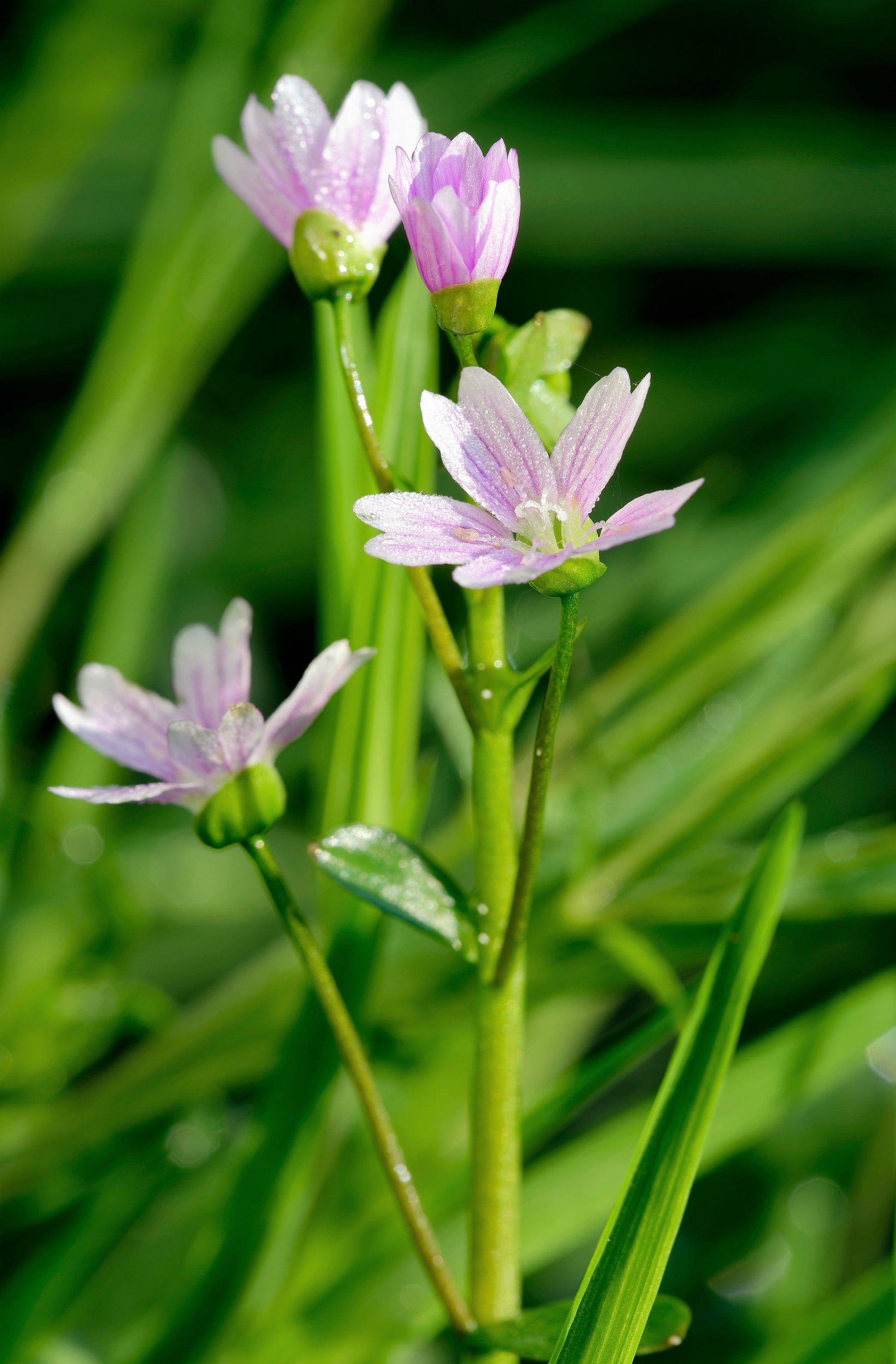 spring beauty succulent 20 SIBERIAN SPRING BEAUTY Claytonia Sibirica aka Candy Flower, Pink Pu – Seedville USA