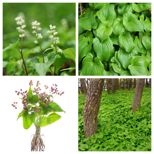 15 BEADRUBY Maianthemum Dilatatum aka False Lily of the Valley, Solomon's Seal, Snakeberry, May Lily, Native White Flower Red Berry Moist Shade Seeds