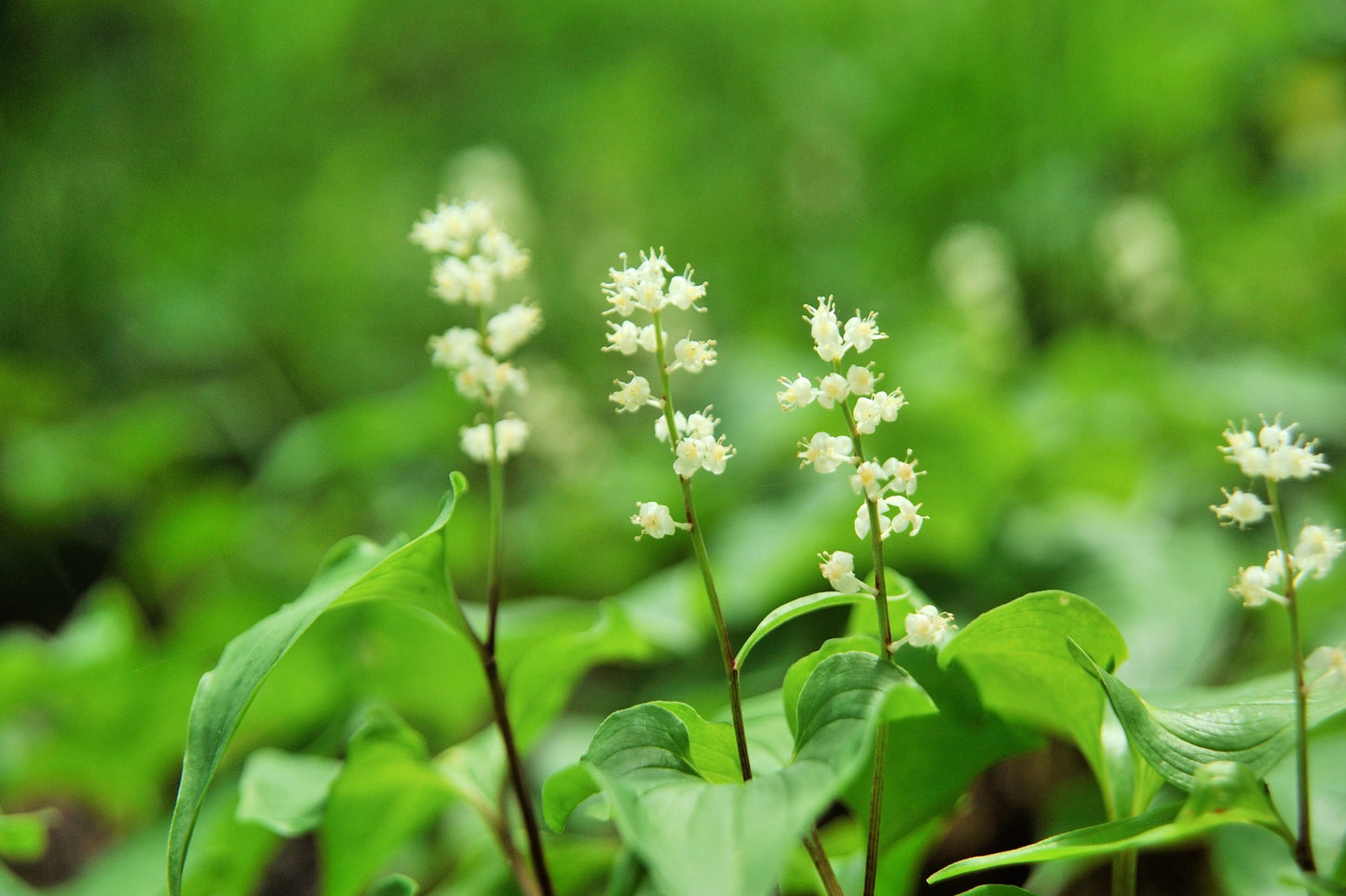 white berry lily 15 BEADRUBY Maianthemum Dilatatum aka False Lily of the Valley, Solomon's Seal, Snakeberry, May Lily, Native White Flower Red Berry Moist Shade Seeds