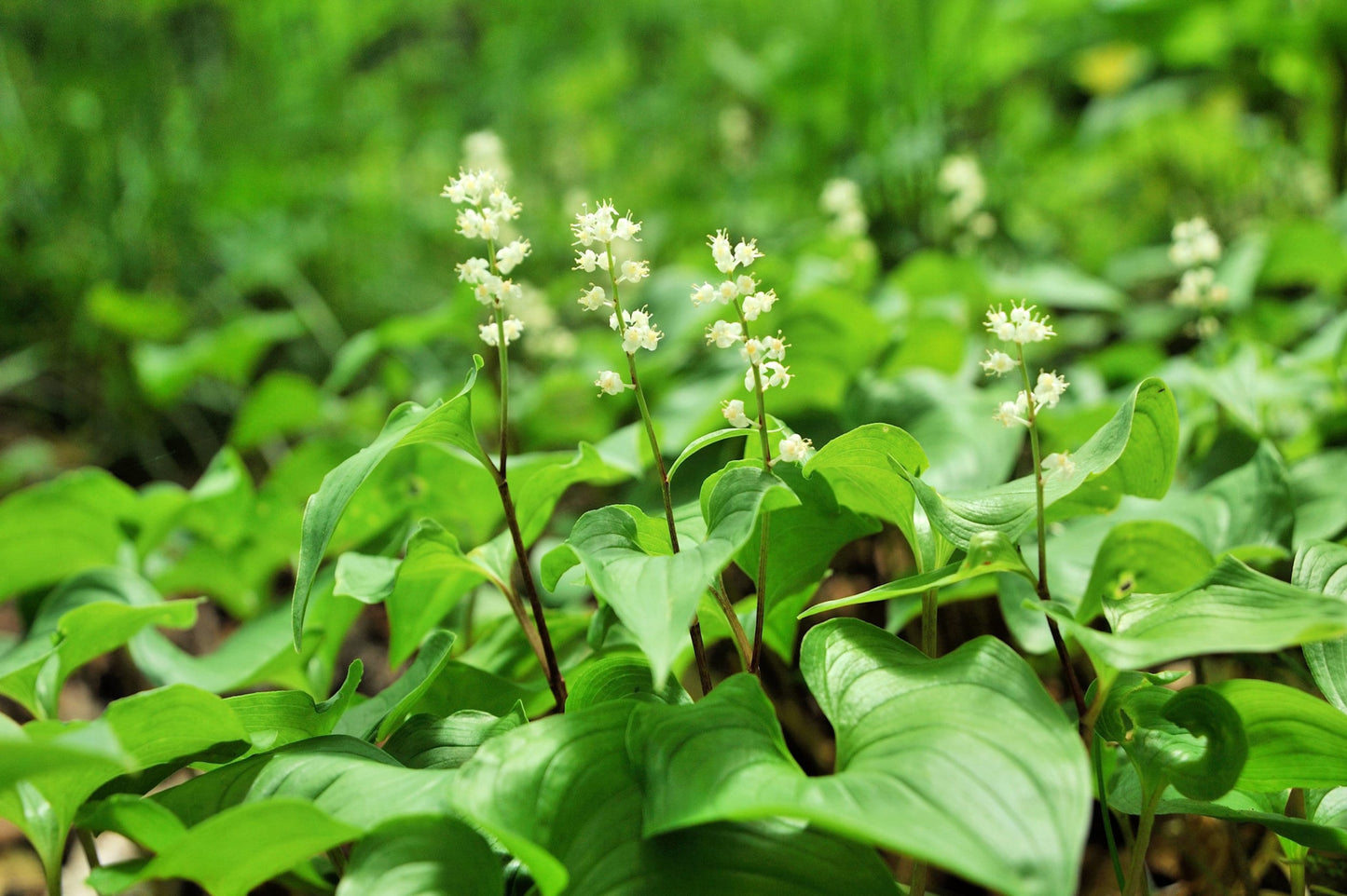 15 BEADRUBY Maianthemum Dilatatum aka False Lily of the Valley, Solomon's Seal, Snakeberry, May Lily, Native White Flower Red Berry Moist Shade Seeds