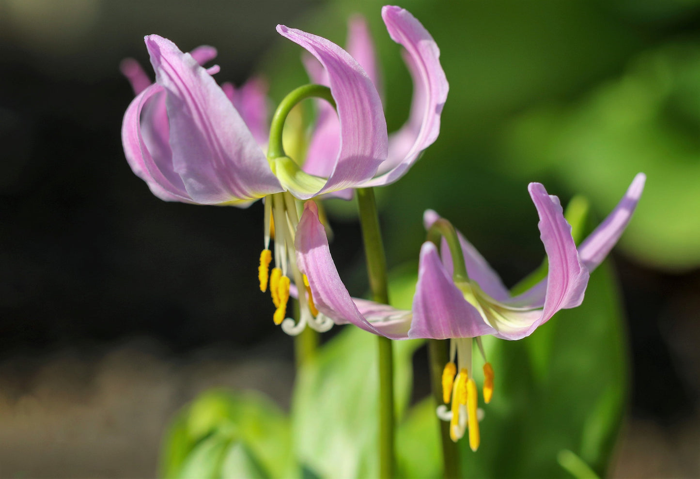 10 PINK FAWN LILY aka Trout Lily, Avalanche Lily, & Dog's Tooth Violet Erythronium Revolutum Native Flower Seeds