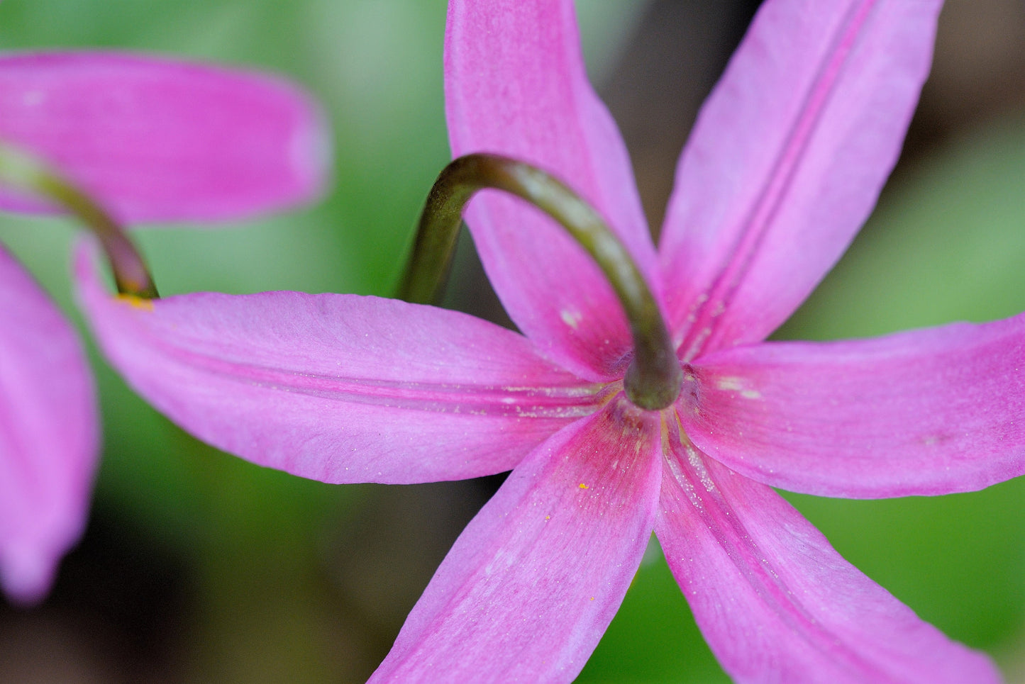 10 PINK FAWN LILY aka Trout Lily, Avalanche Lily, & Dog's Tooth Violet Erythronium Revolutum Native Flower Seeds