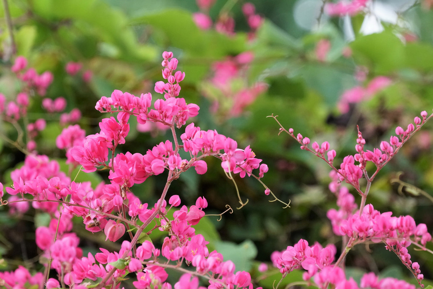 5 CORAL VINE Mexican Creeper Bee Bush Chain of Love Mountain Rose Antigonon Leptopus Bright Pink Climber Ground Cover Flower Seeds